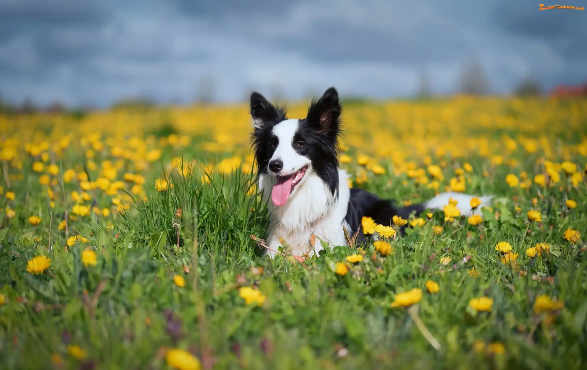 Mniszek pospolity, Trawa, Border collie, Pies, Łąka