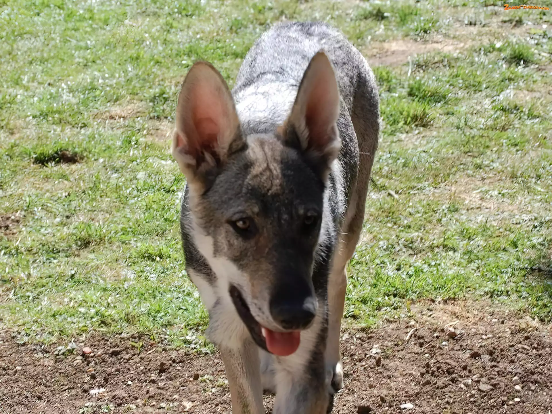 Saarlooswolfhond, postawione, uszy
