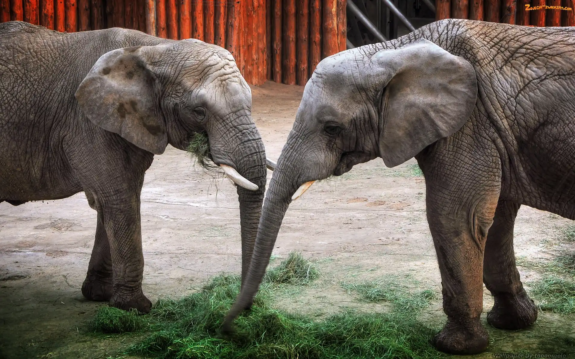 Poznańskie ZOO, Słonie, Dwa
