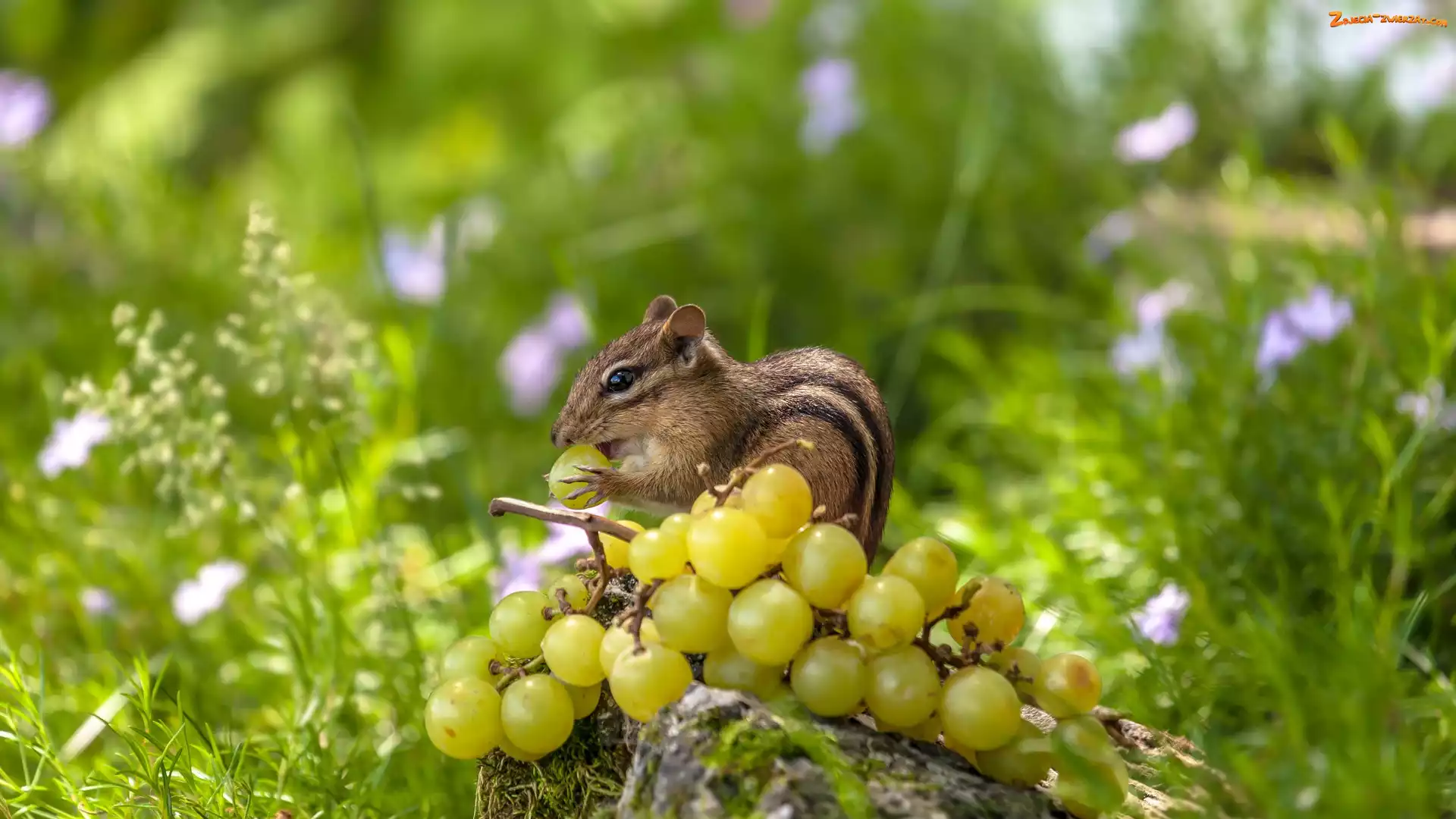 Rośliny, Pręgowiec amerykański, Winogrona, Gałązka, Chipmunk, Trawa