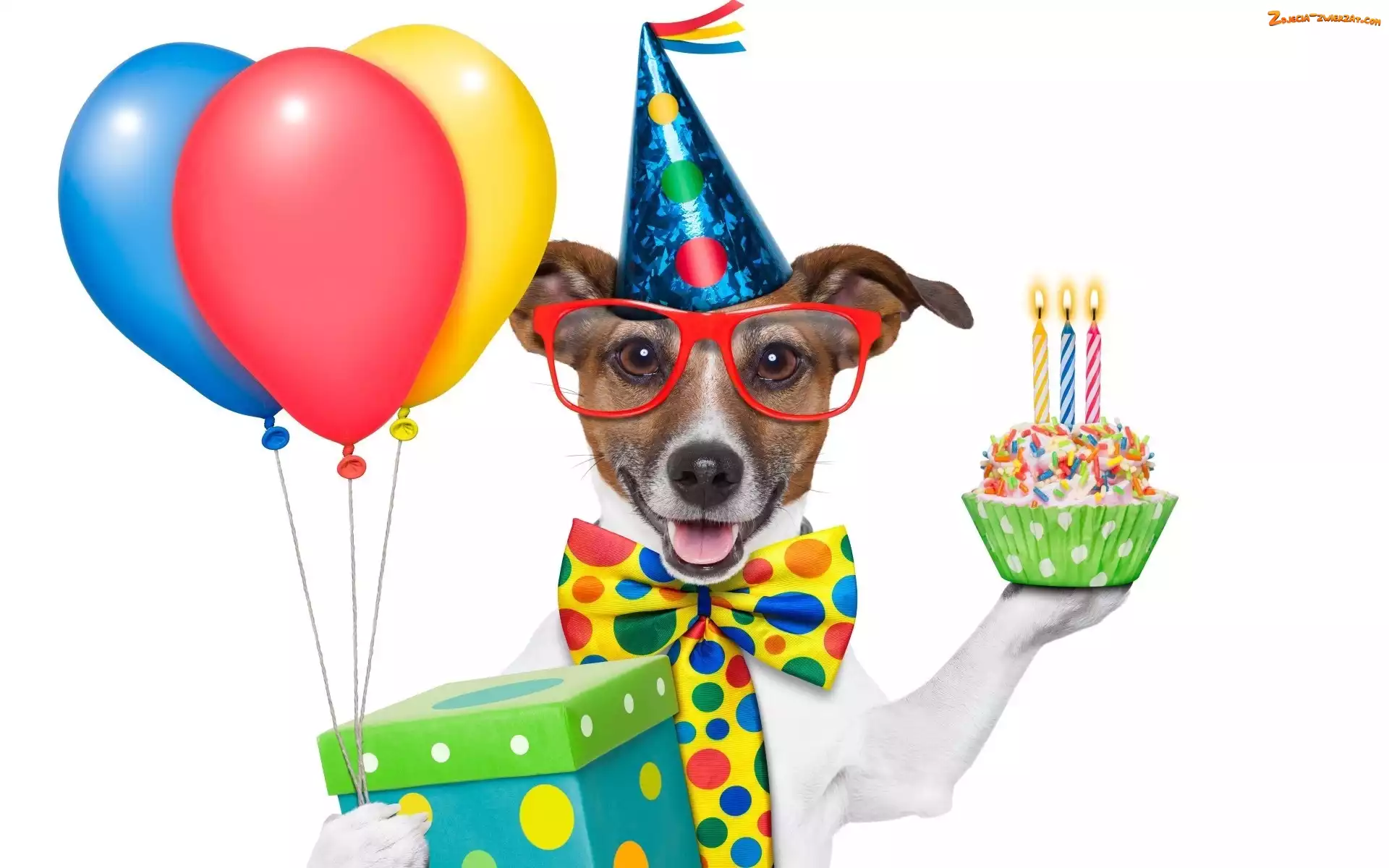 Prezent, Okulary, Śmieszne, Pies, Balony