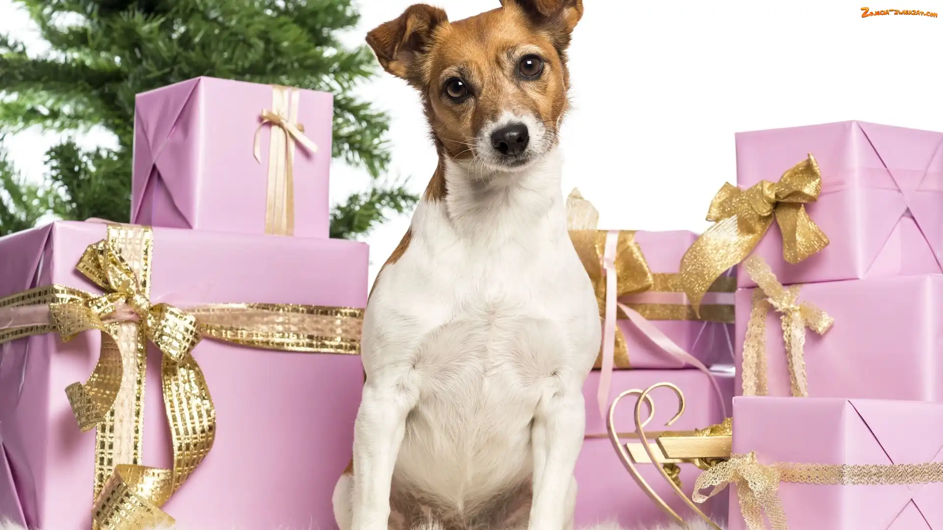 Prezenty, Jack Russel Terrier, Choinka