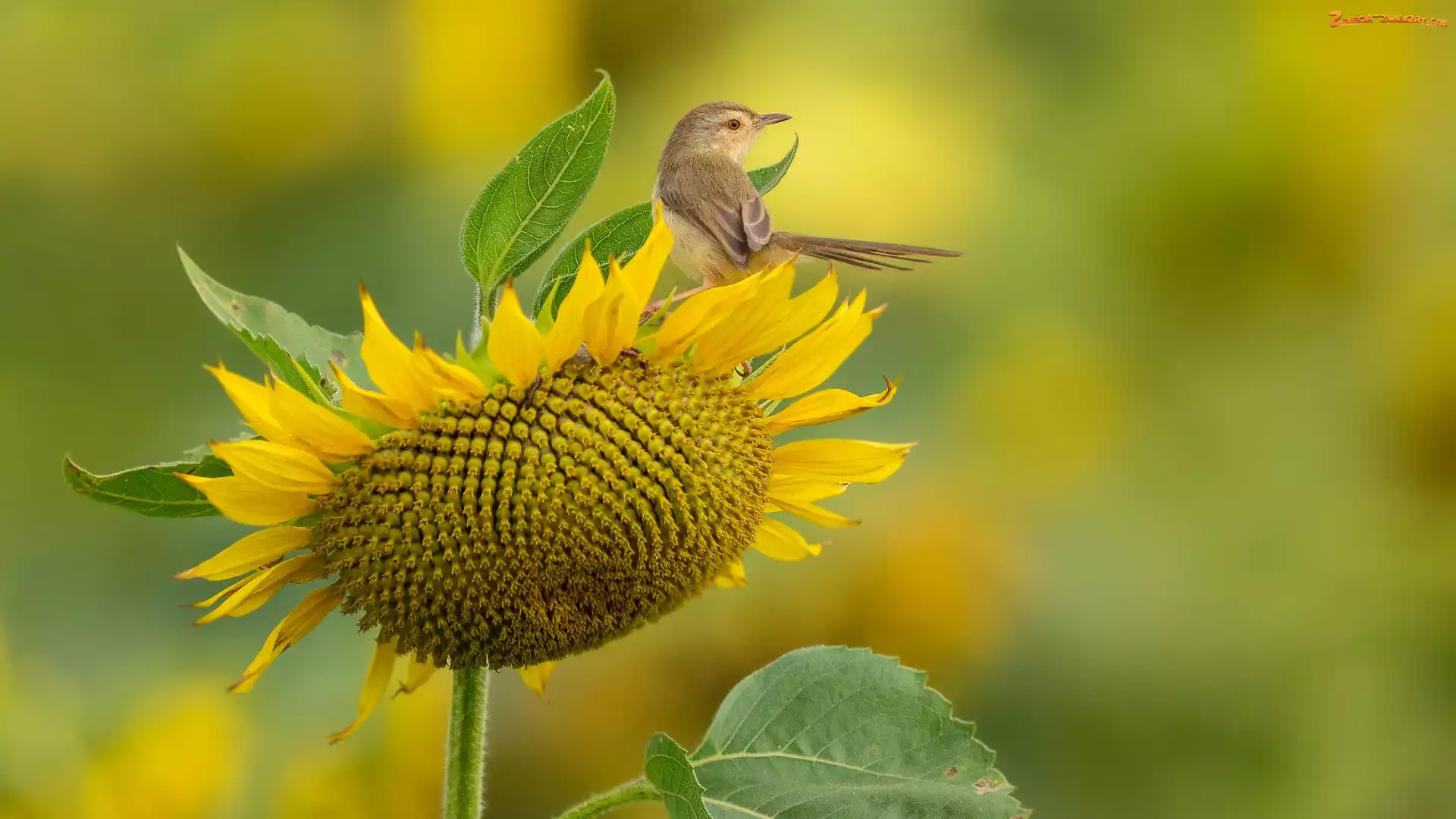 Prinia, Słonecznik, Ptak, Kwiat