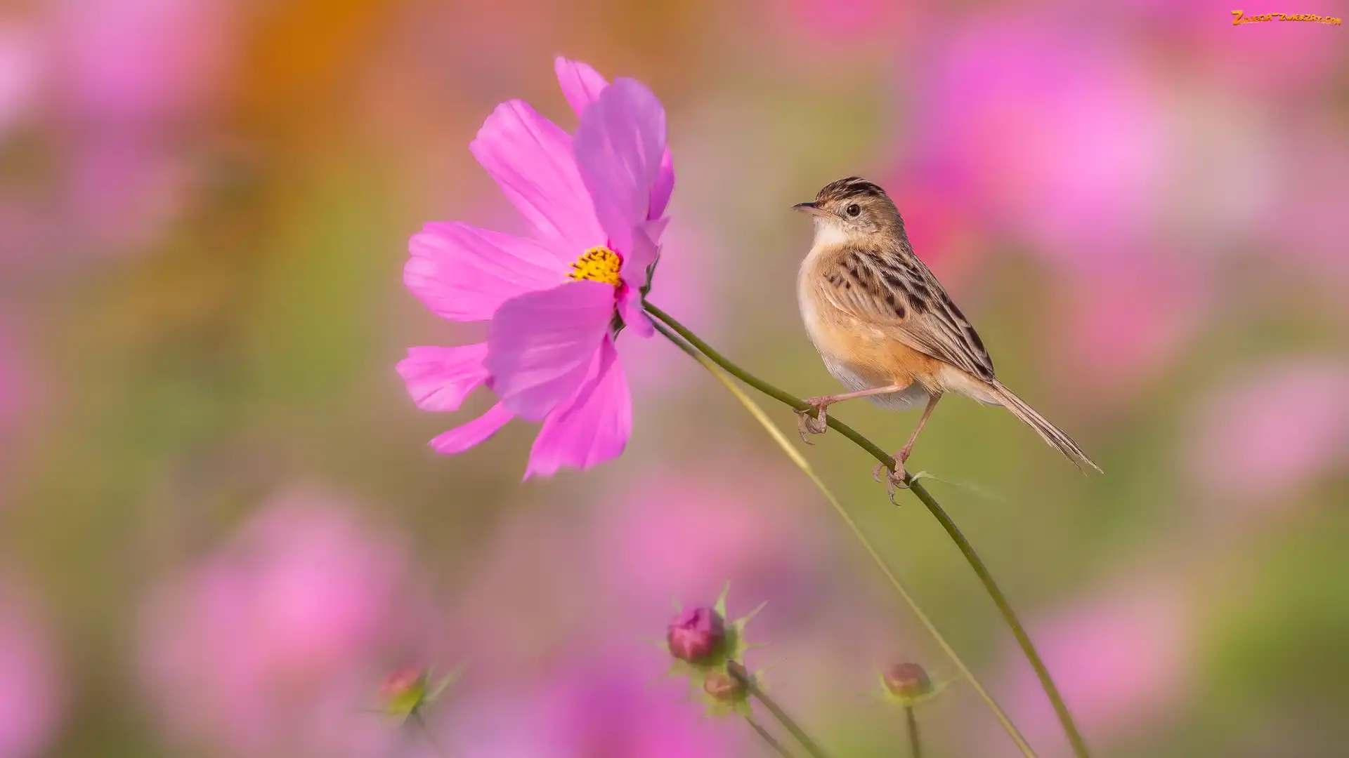 Prinia płowa, Ptak, Kwiat, Różowy, Kosmea