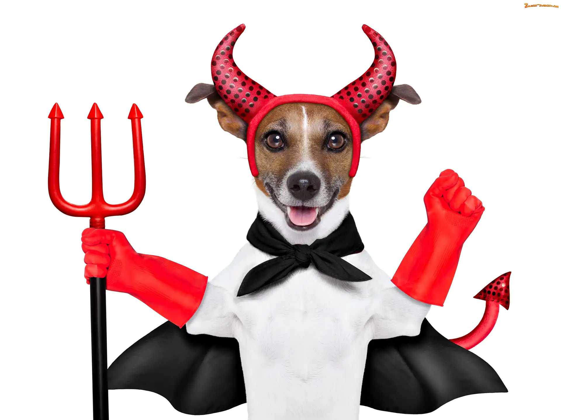 Przebranie, Śmieszne, Jack Russell terrier, Diabeł