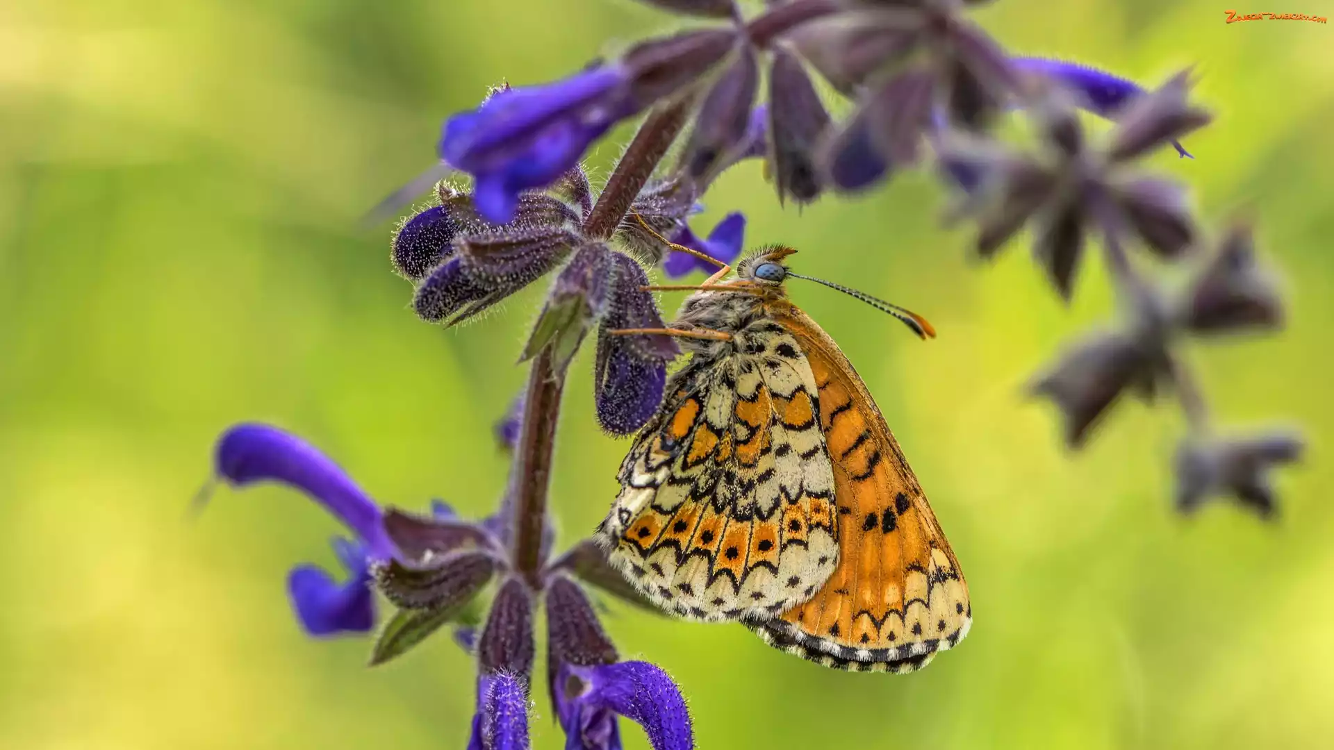 Motyl, Przeplatka cinksia, Roślina, Kwiat