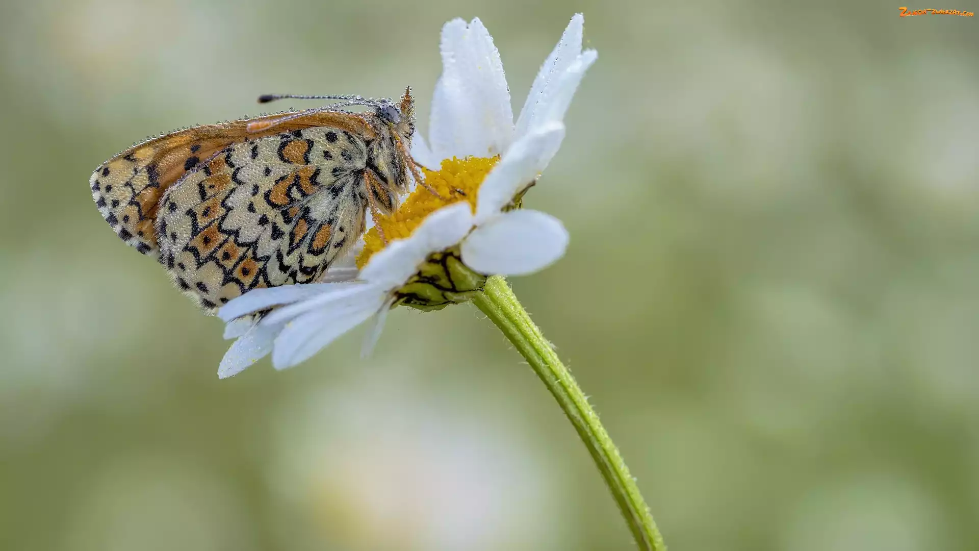 Motyl, Przeplatka febe, Biały, Kwiat