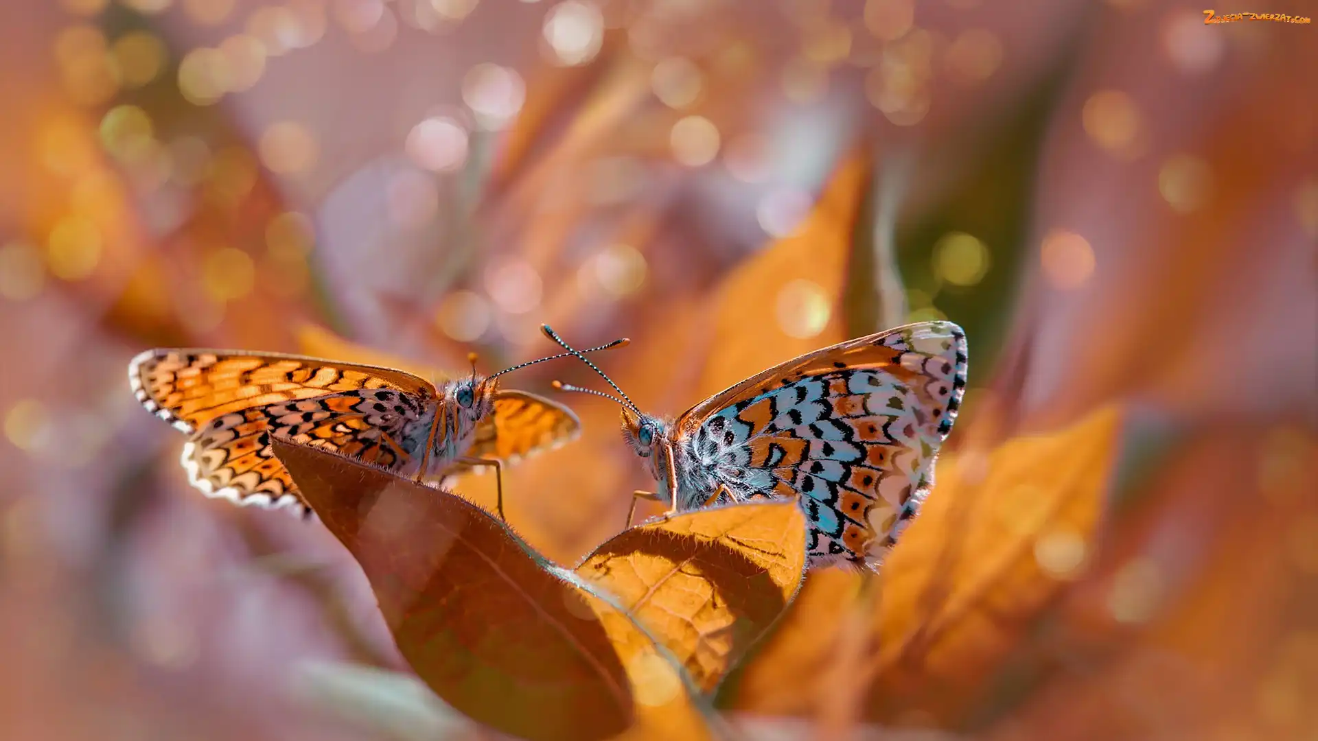 Tło, Przeplatka didyma, Dwa, Bokeh, Rozmyte, Motyle, Liście