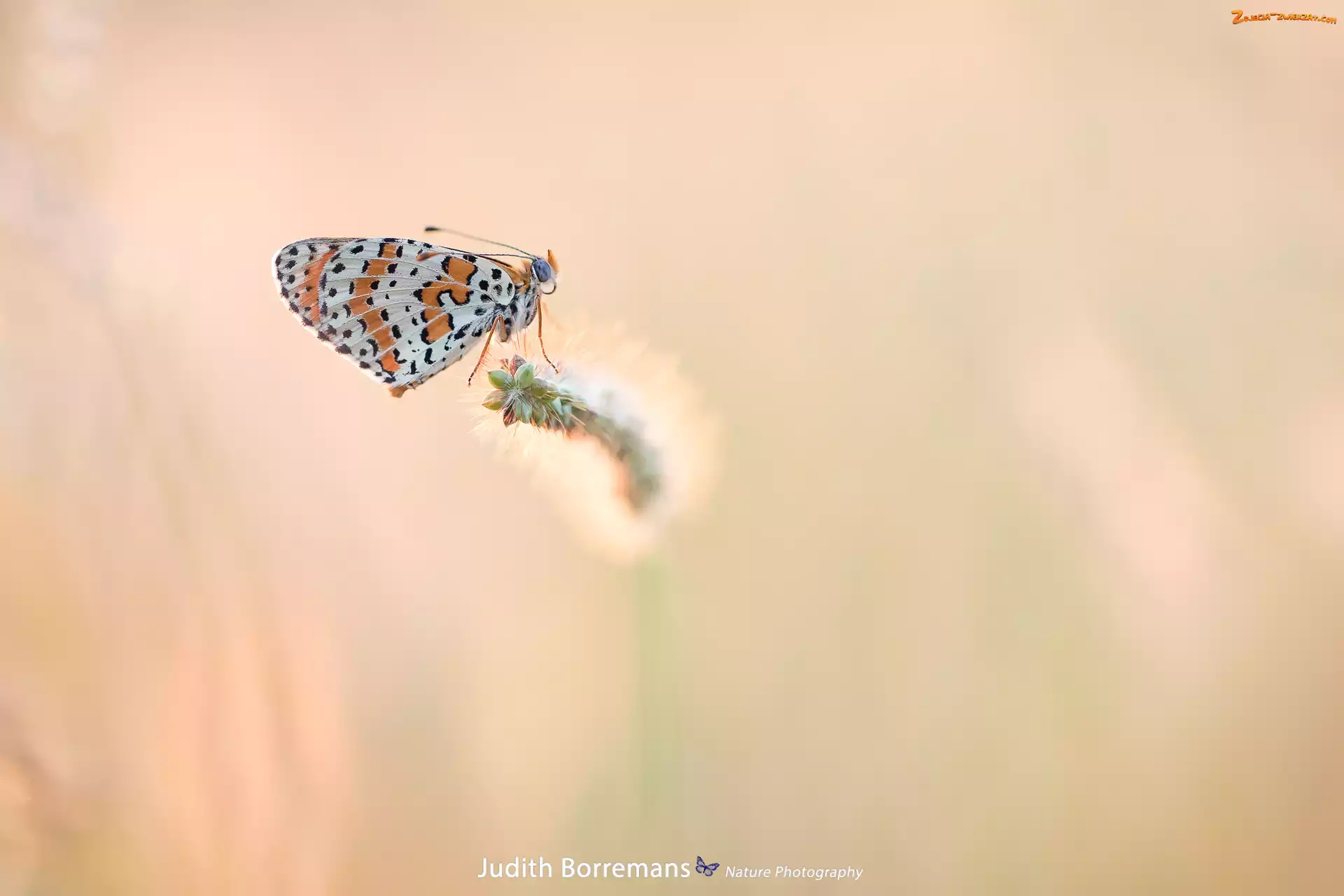 Przeplatka didyma, Trawy, Motyl, Żdźbło