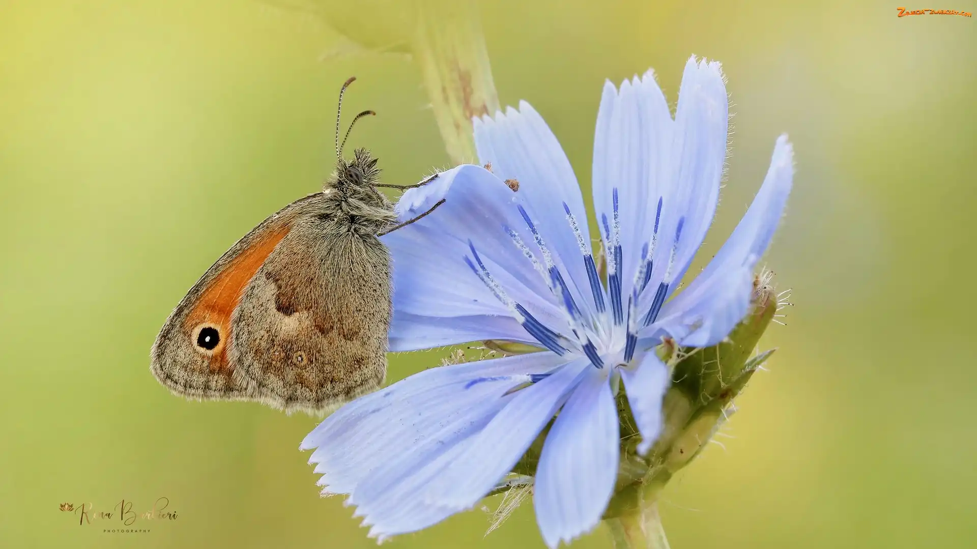 Przestrojnik jurtina, Kwiat, Motyl, Niebieski