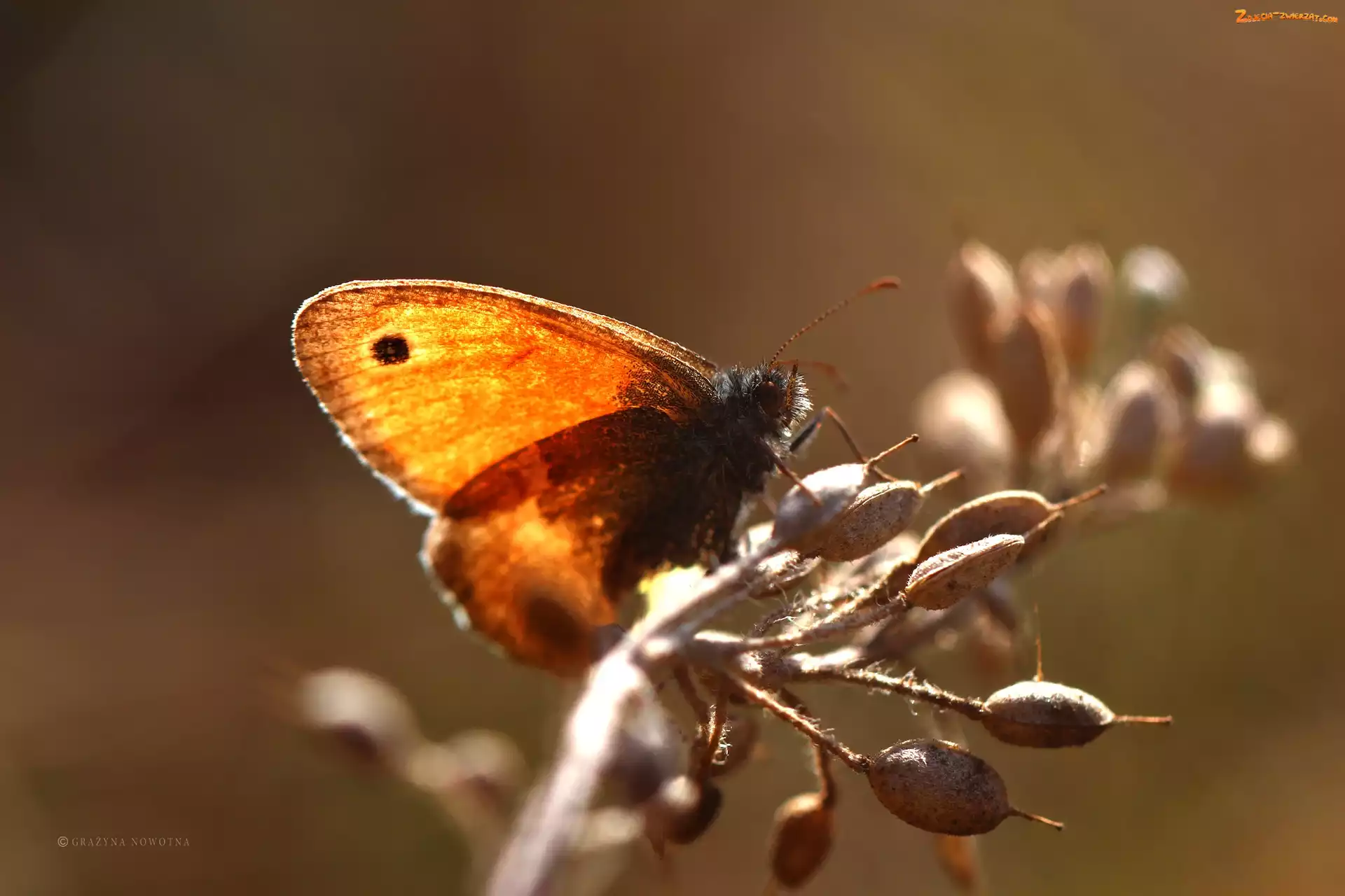 Owad, Przestrojnik, Motyl
