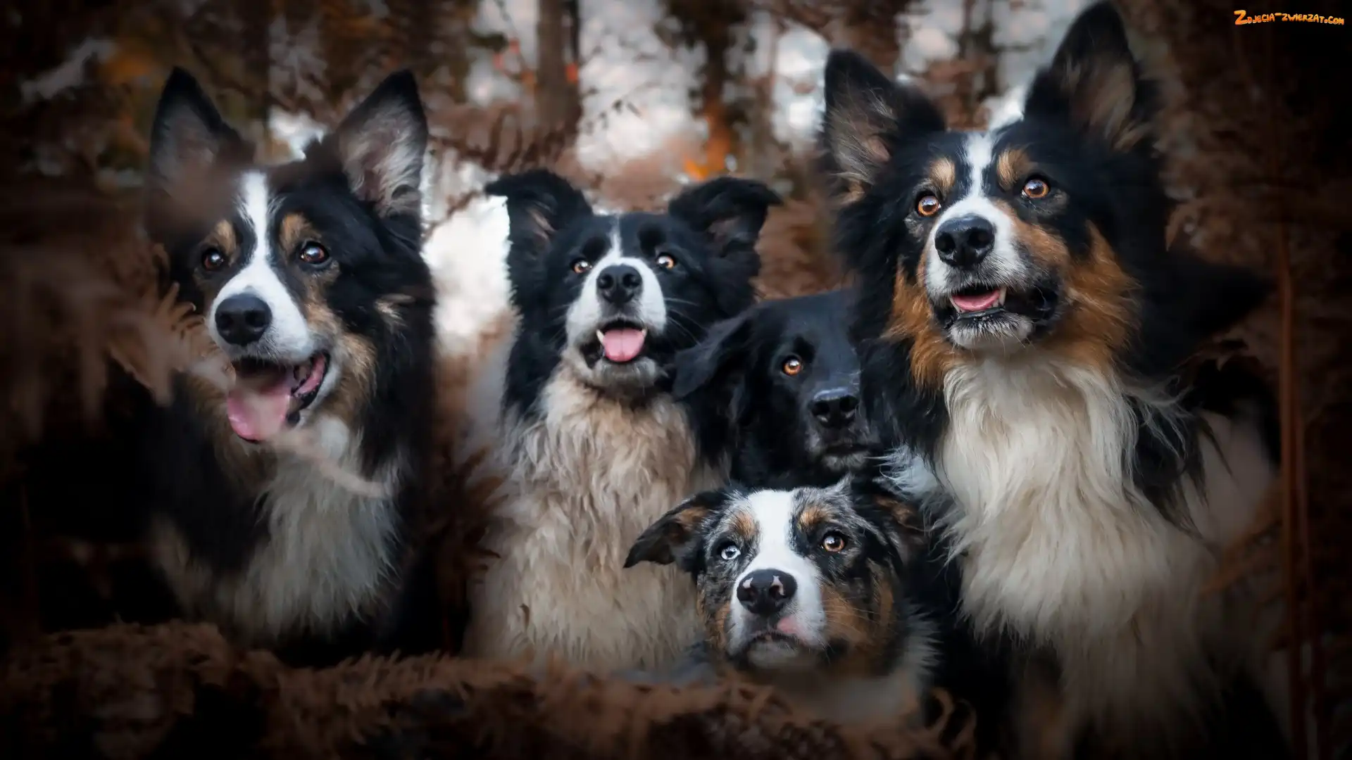 Przyjaciele, Psy, Border collie
