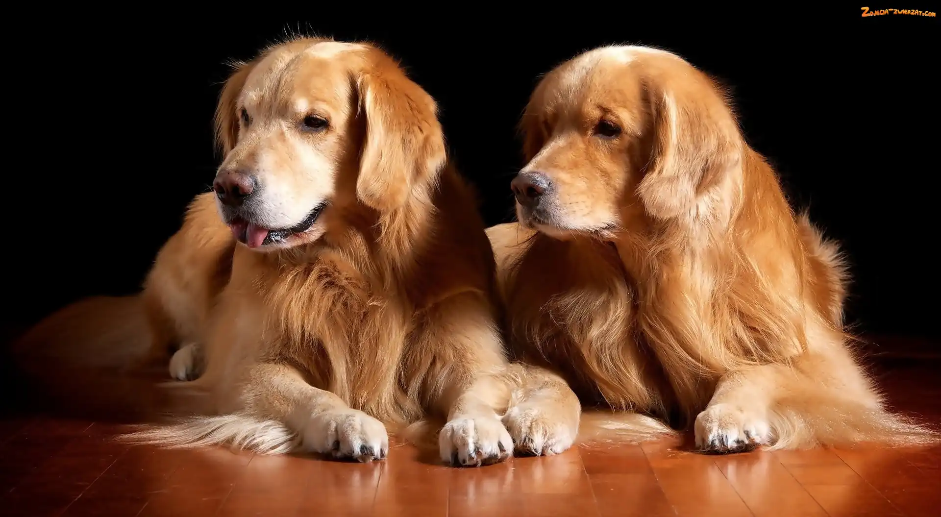 Przyjaciele, Retriever, Dwaj, Golden