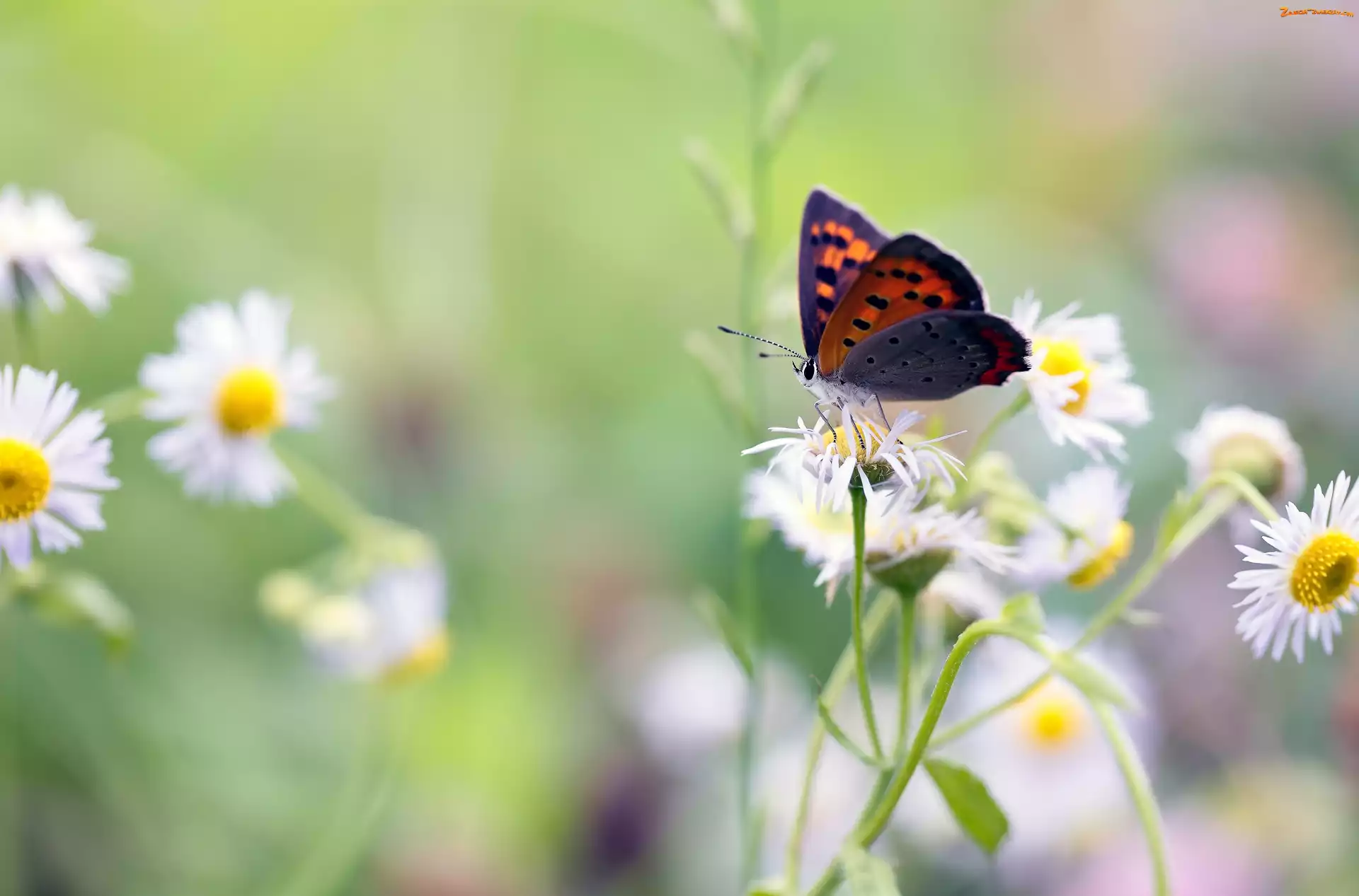 Przymiotno białe, Motyl, Czerwończyk nieparek