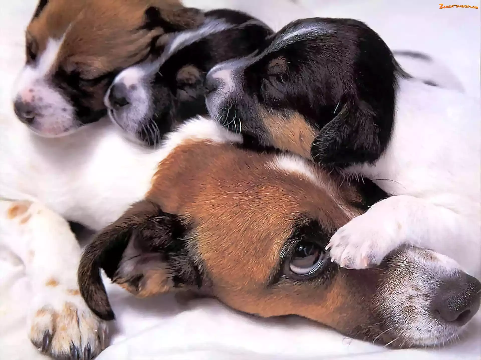 Psia, Mama, Beagle, Szczeniaki