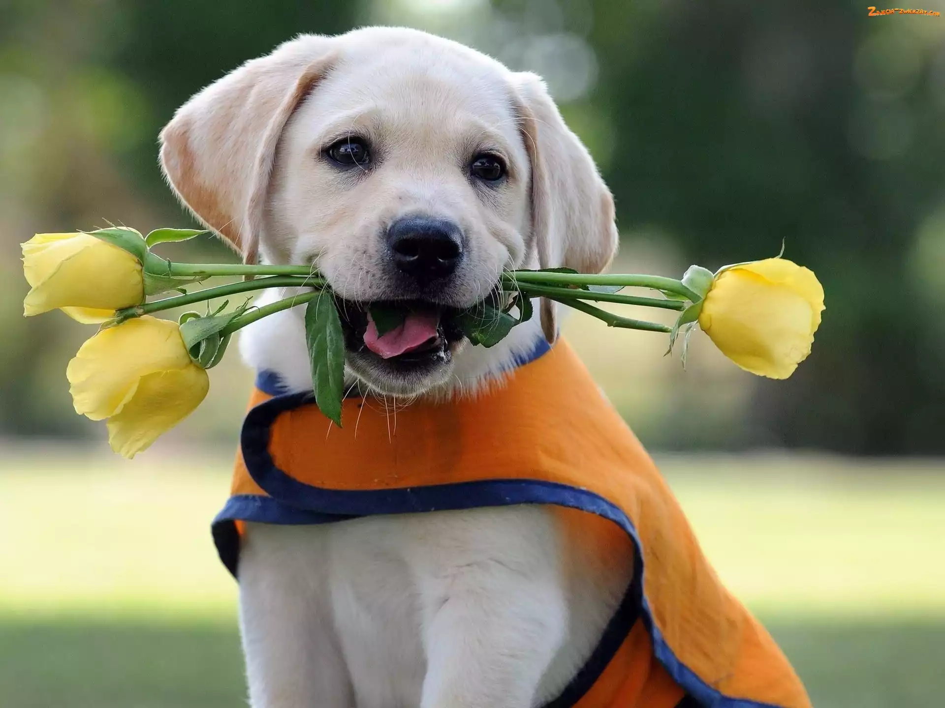 Labrador Retriever, Psiak, Kwiaty