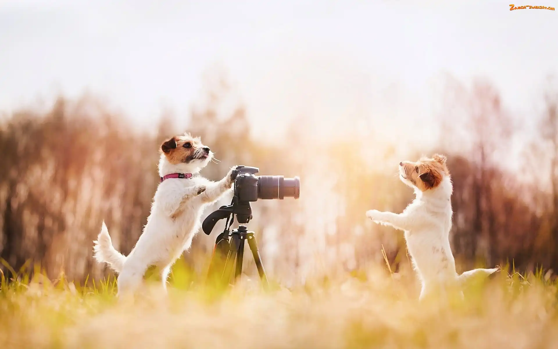 Psy, Fotograficzny, Łąka, Aparat