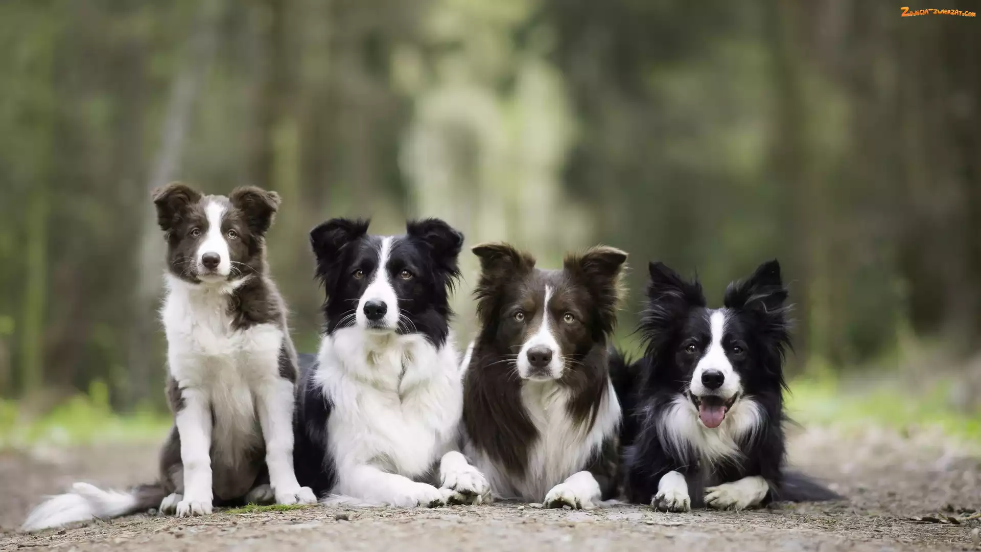 Psy, Alejka
, Cztery, Border collie