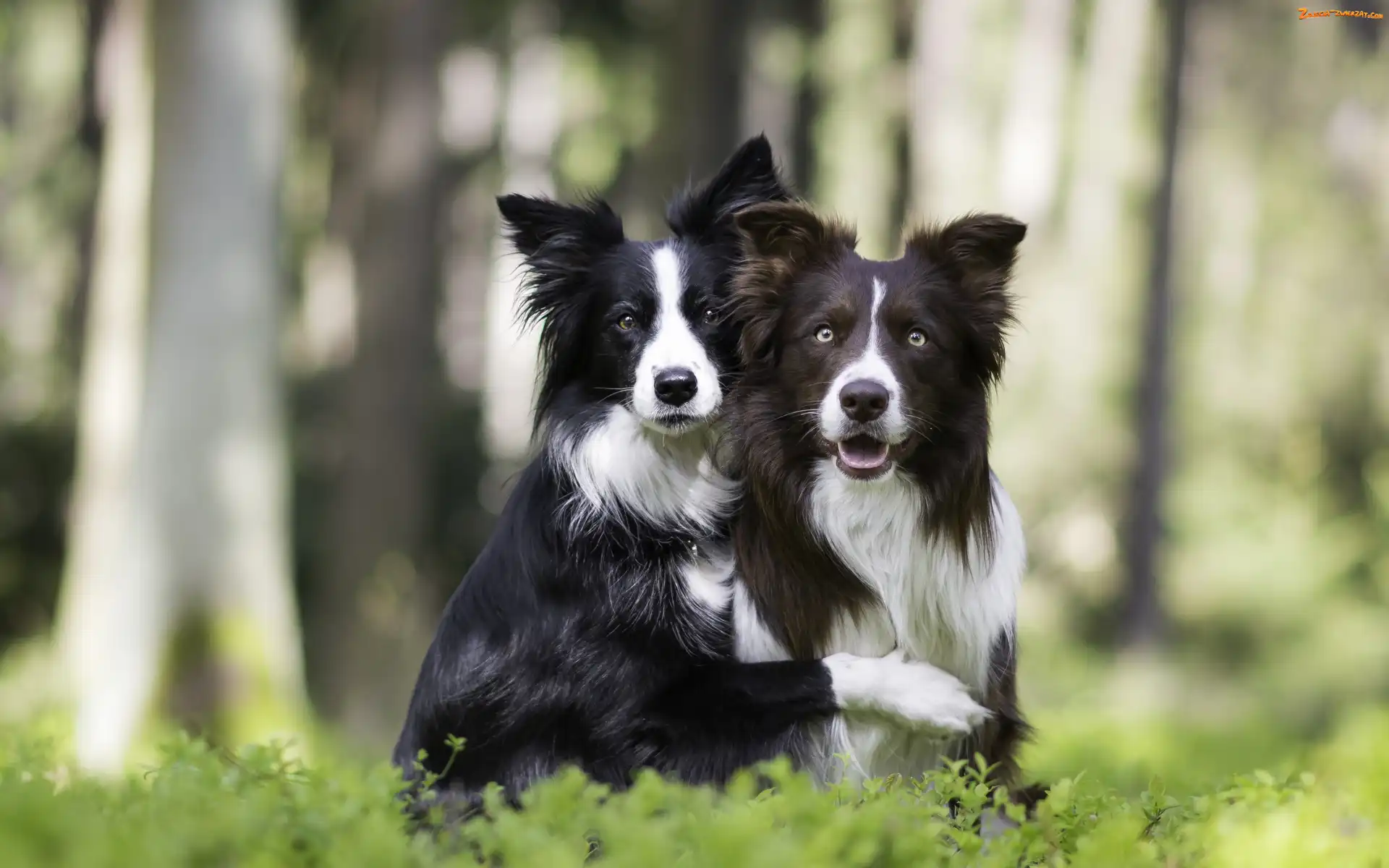 Psy, Las, Dwa, Border collie