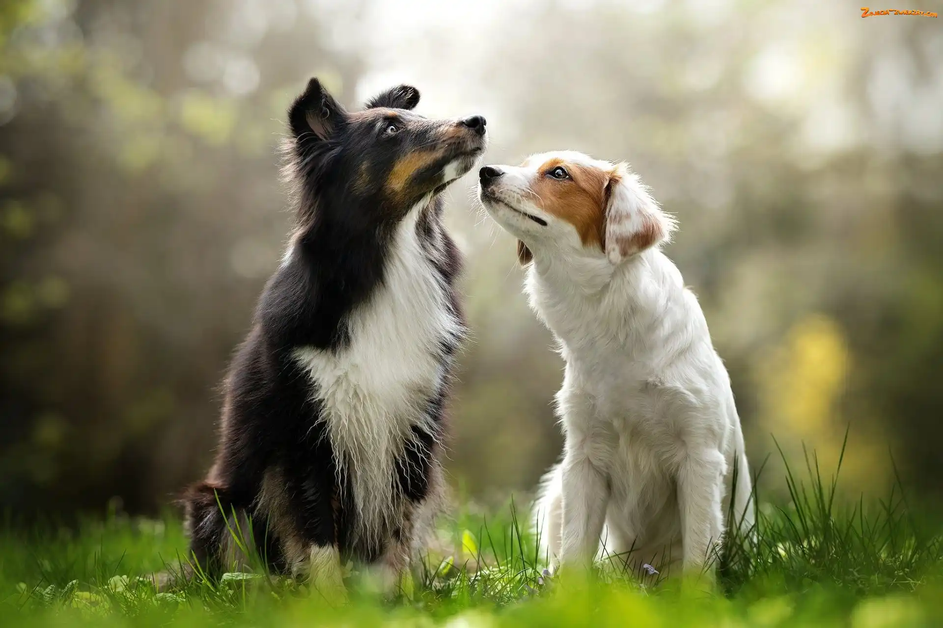 Psy, Trawa, Dwa, Border collie