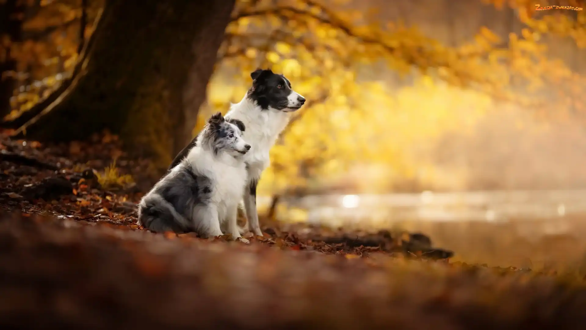 Psy, Owczarek szetlandzki, Dwa, Border collie