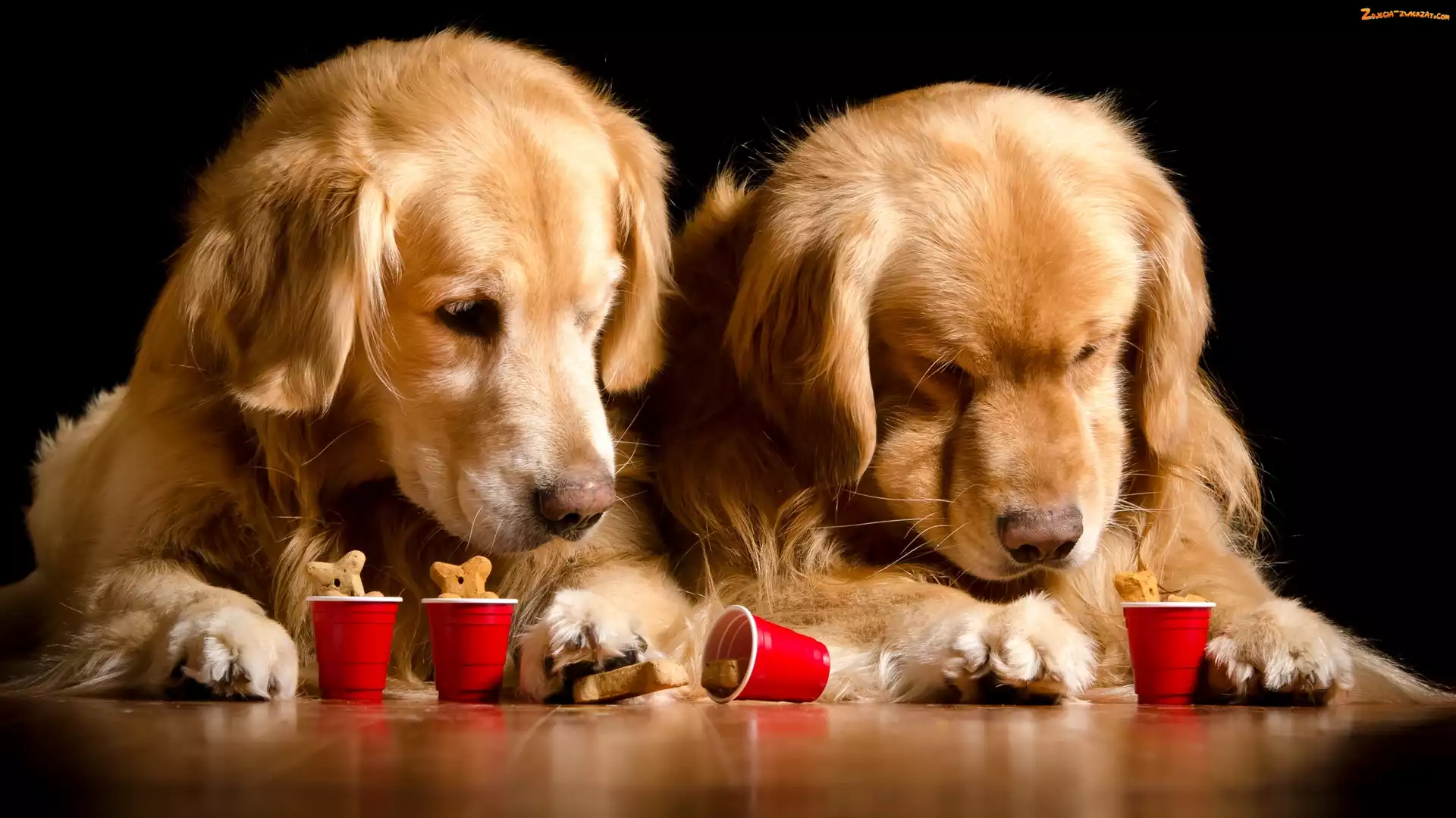 Psy, Kubeczki, Dwa, Golden retriever