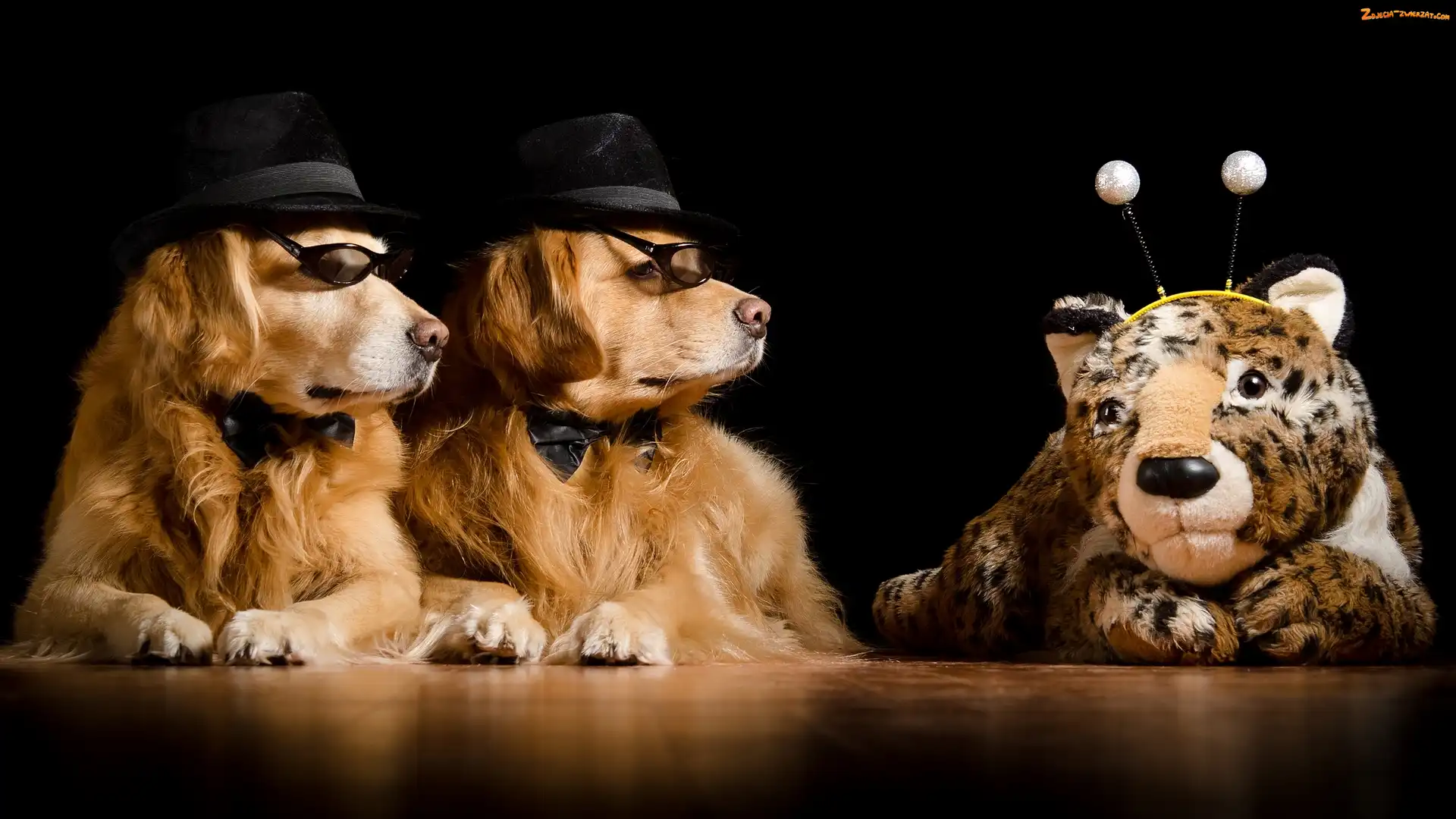 Psy, Maskotka, Dwa, Golden retriever