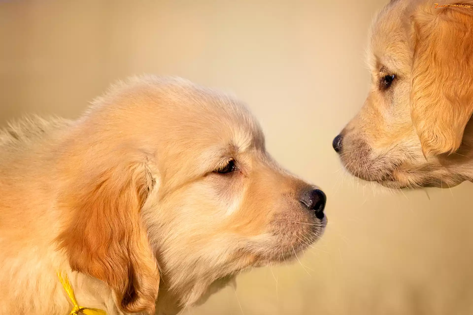 Psy, Szczeniaki, Dwa, Golden retriever