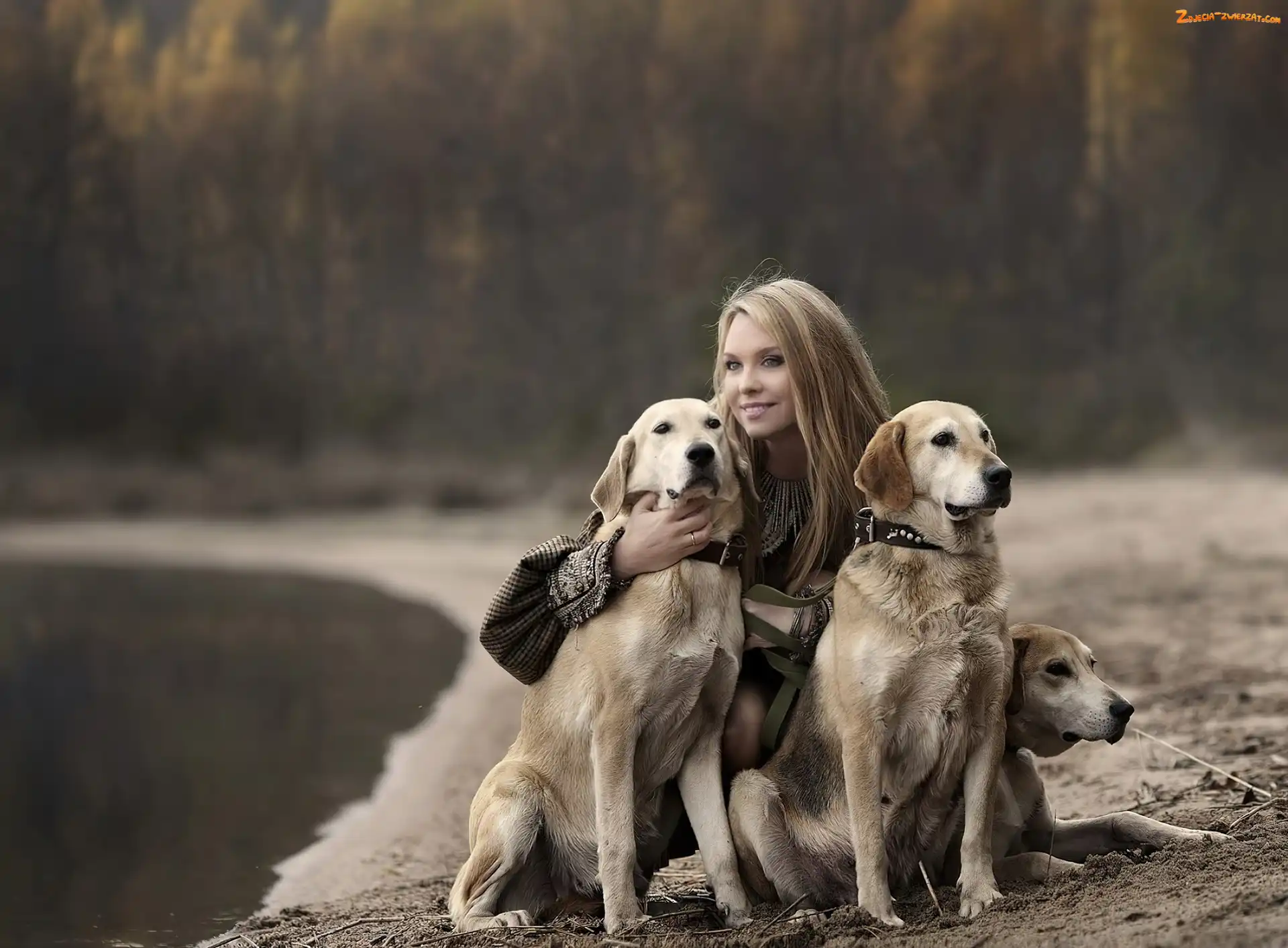 Dziewczyna, Psy, Spacer, Golden Retriever