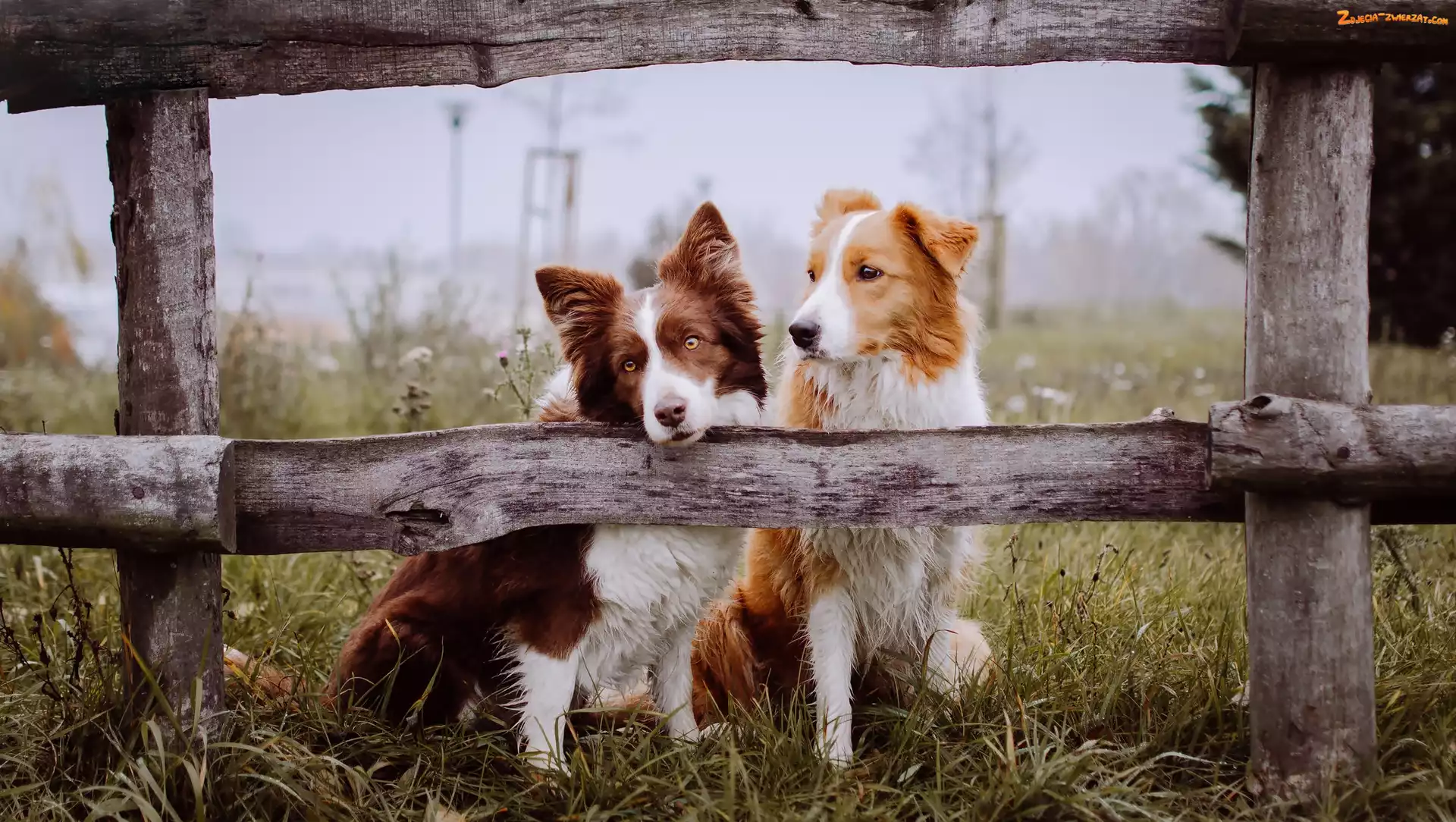 Ogrodzenie, Psy, Mgła, Poranek, Border Collie, Łąka