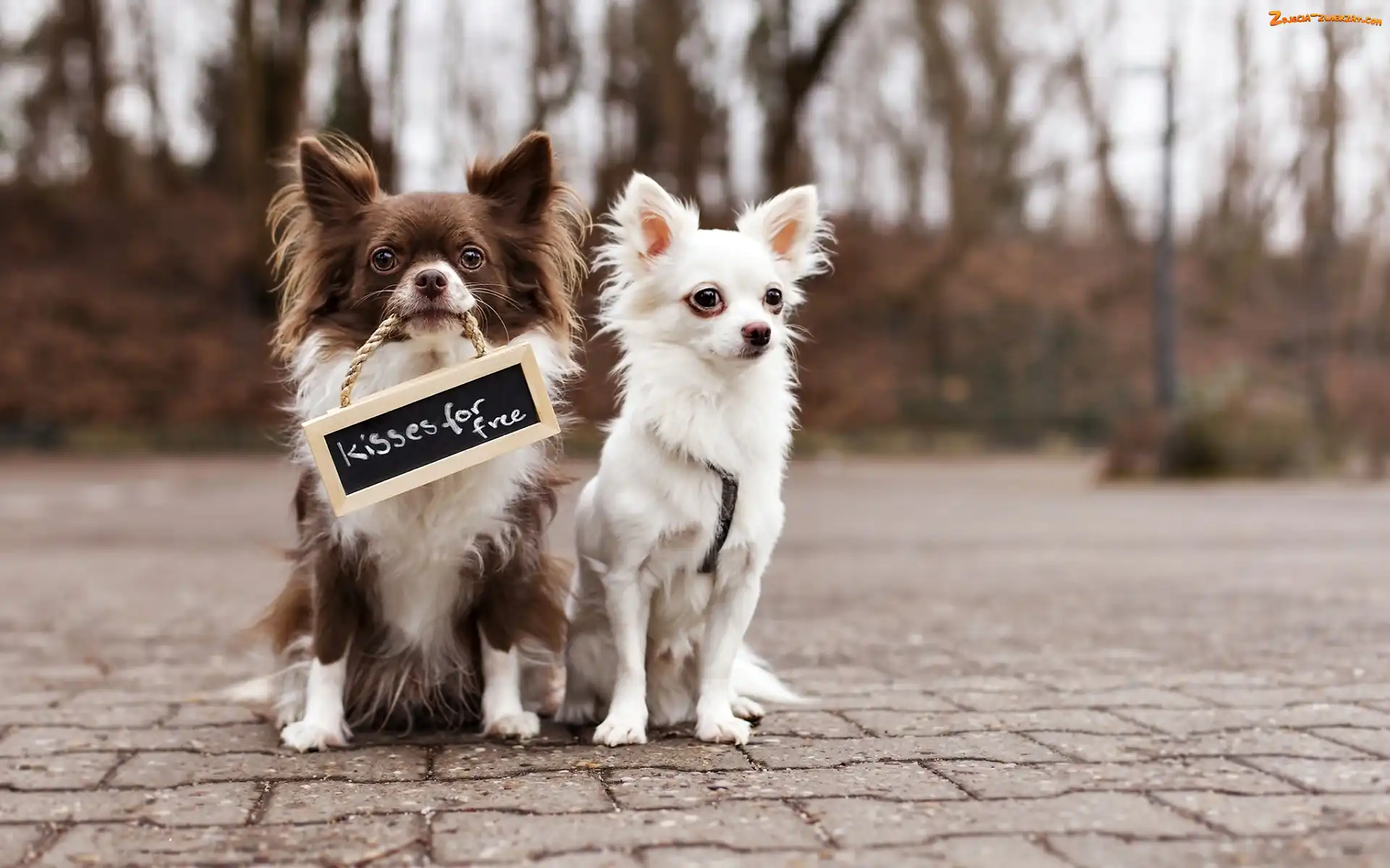 Psy, Chihuahua, Pieski, Tabliczka