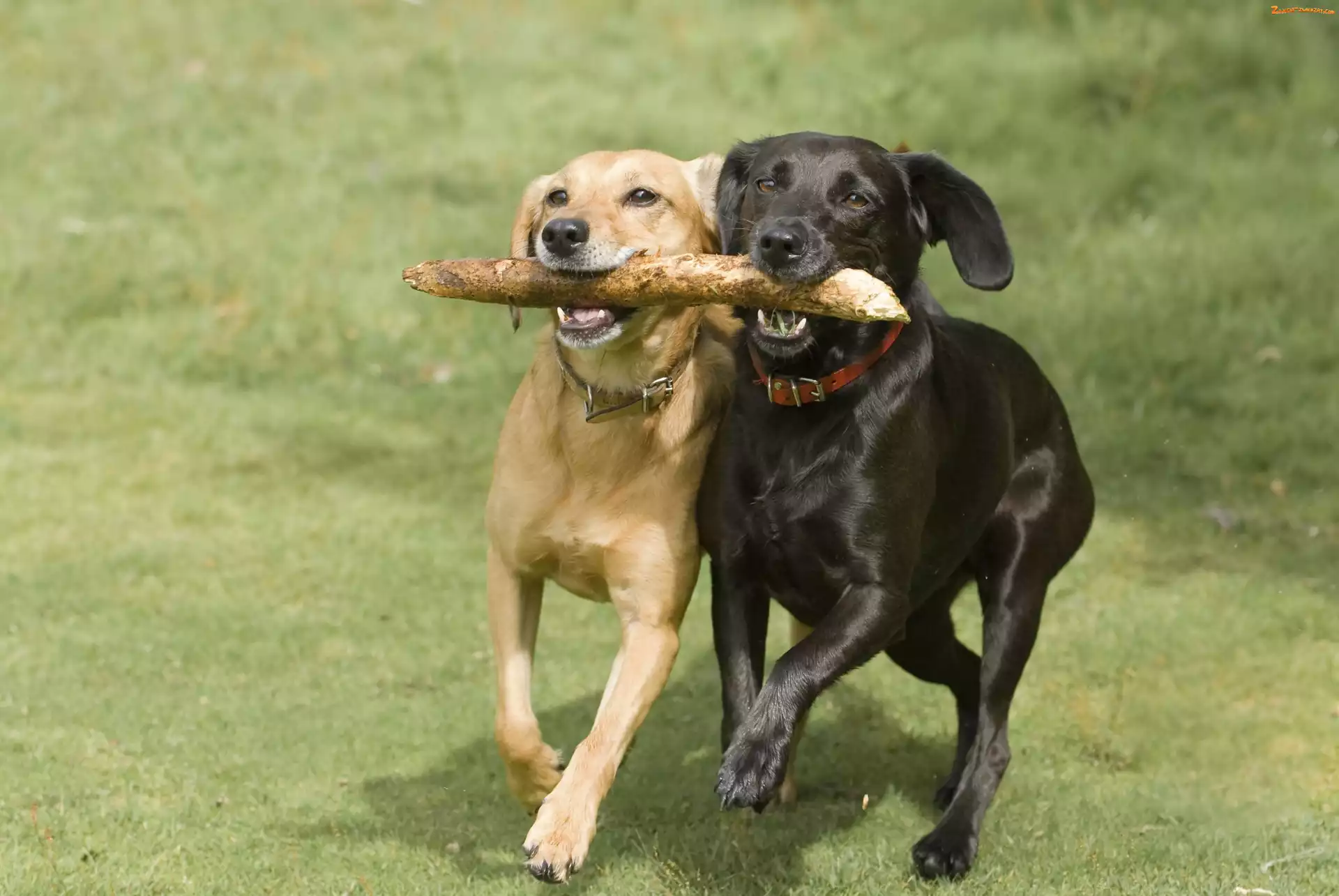 Przyjaciele, Psy, Łąka, Kij, Labrador Retriever, Zabawa