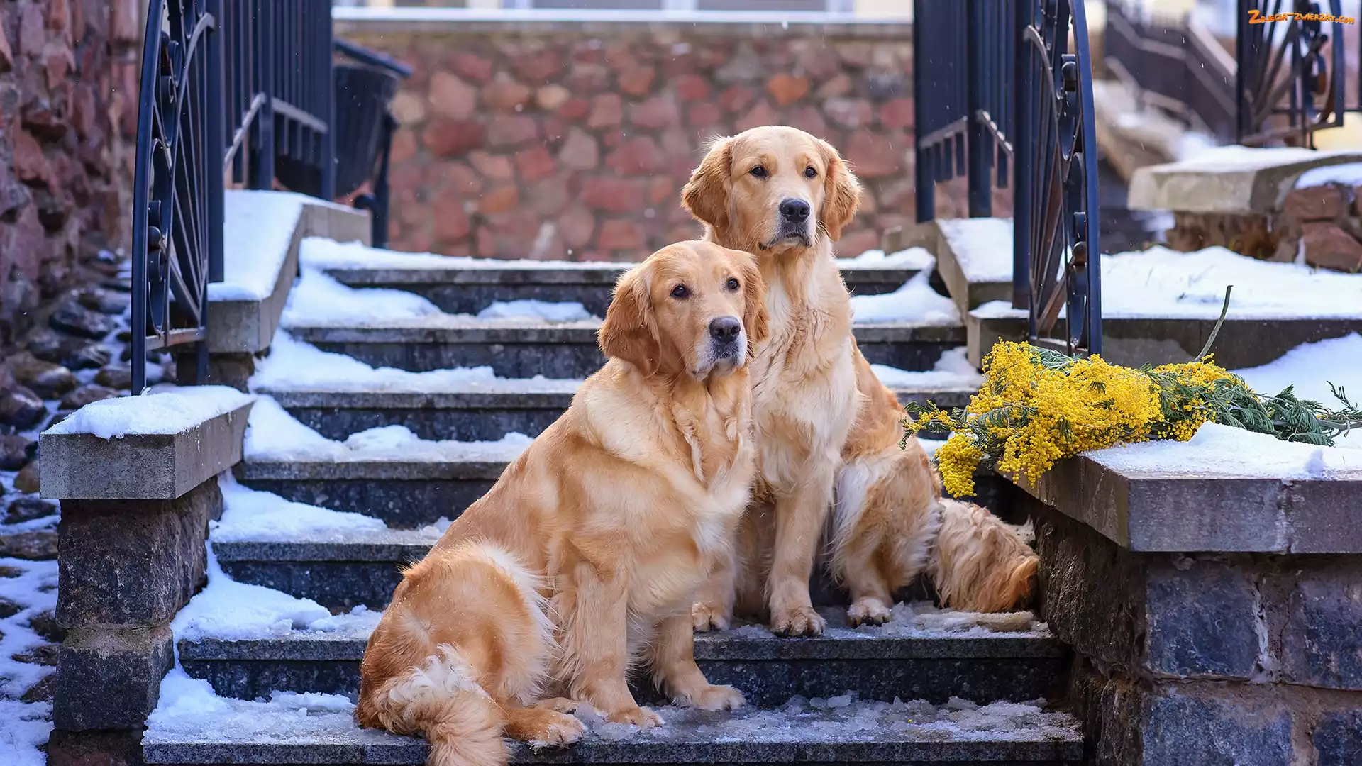 Śnieg, Golden retrievery, Psy, Dwa, Schody, Gałązki