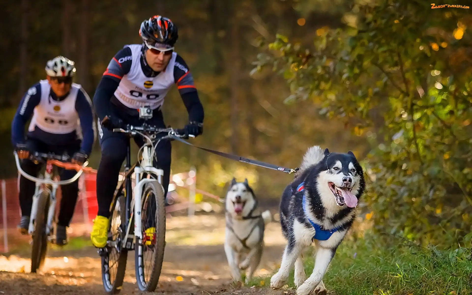 Psy, Las, Rowerzyści, Husky