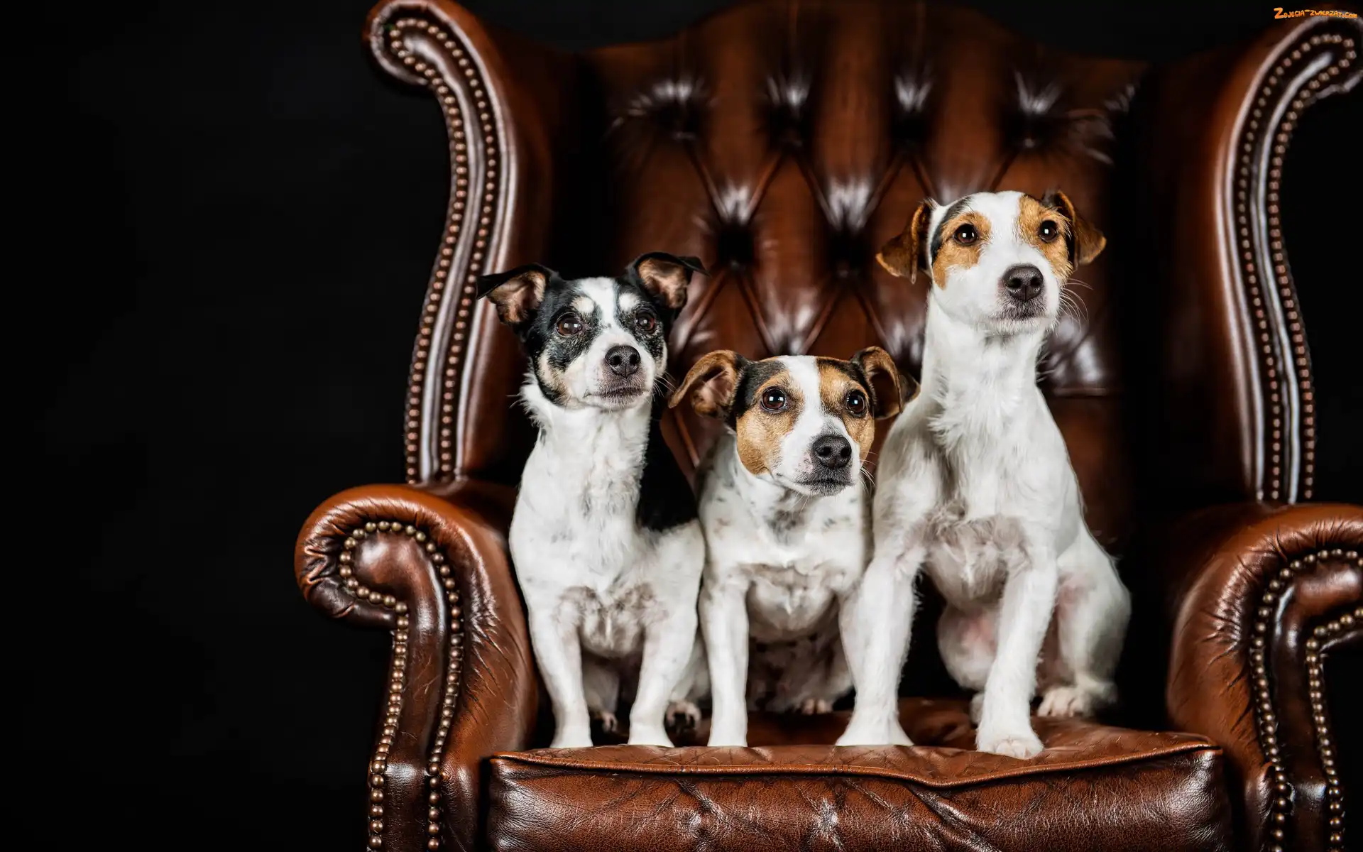Psy, Fotel, Trzy, Jack Russell terrier