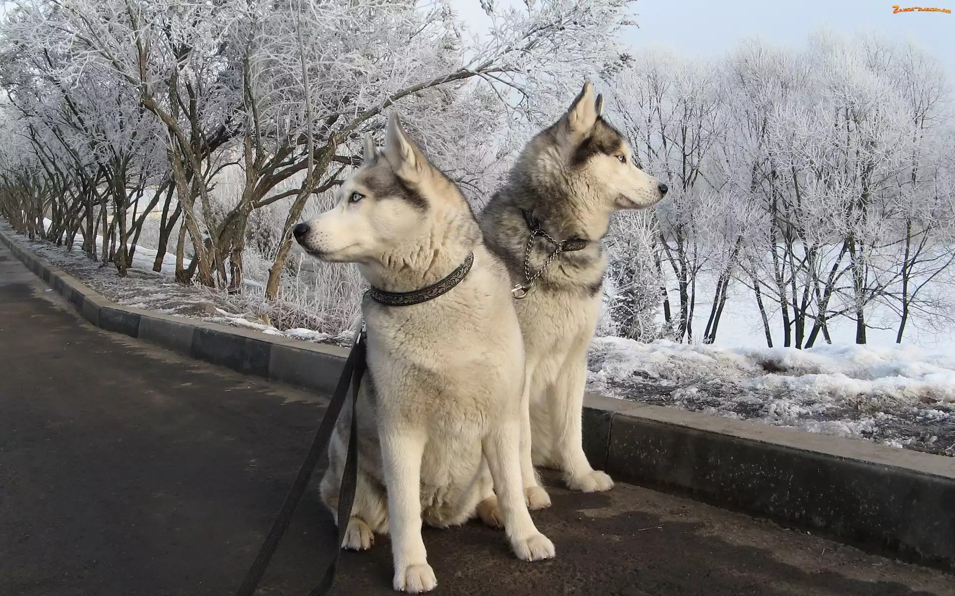 Śnieg, Siberian Husky, Psy, Zima
