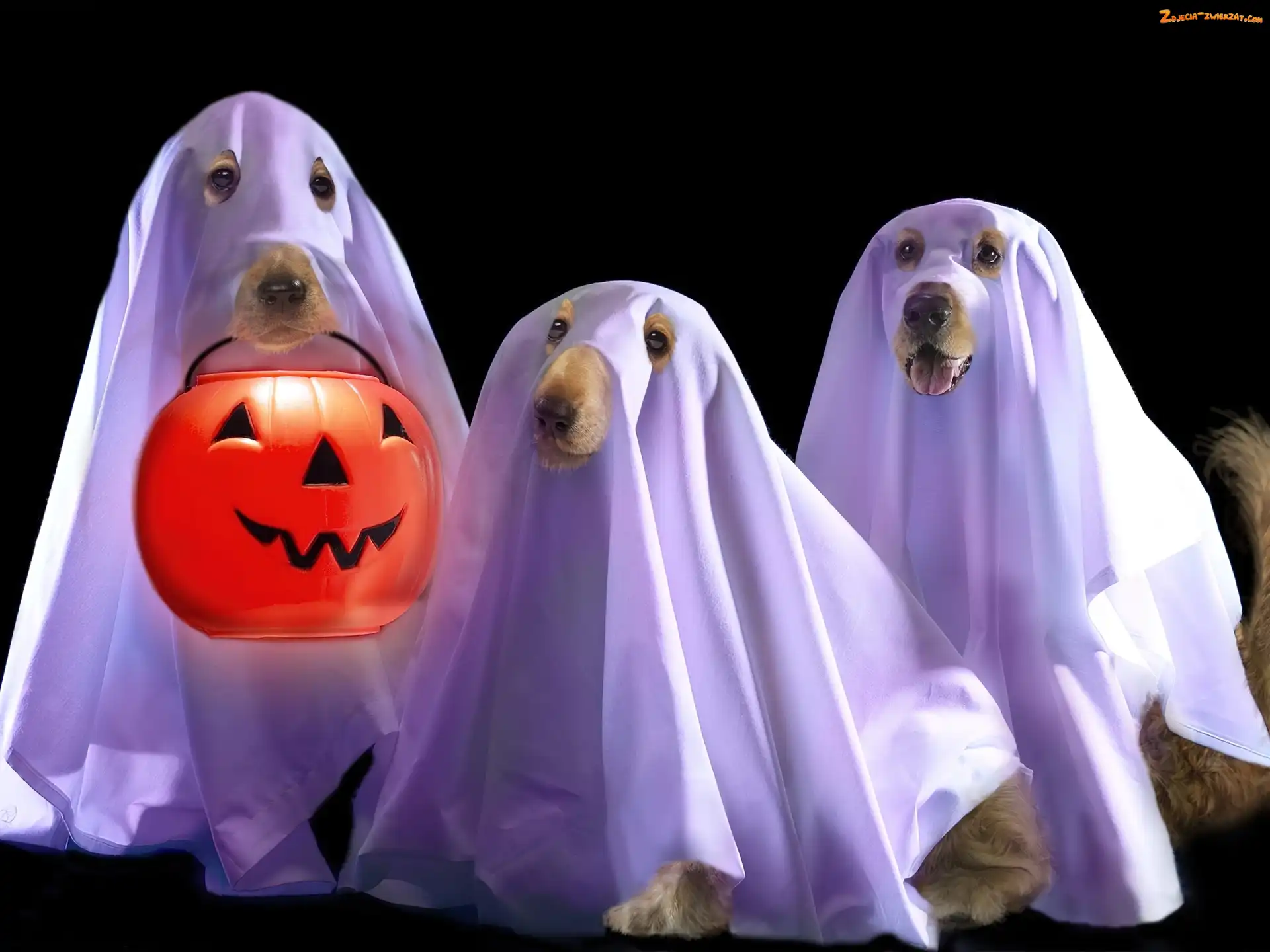 Trzy, Psy, Halloween, Duchy