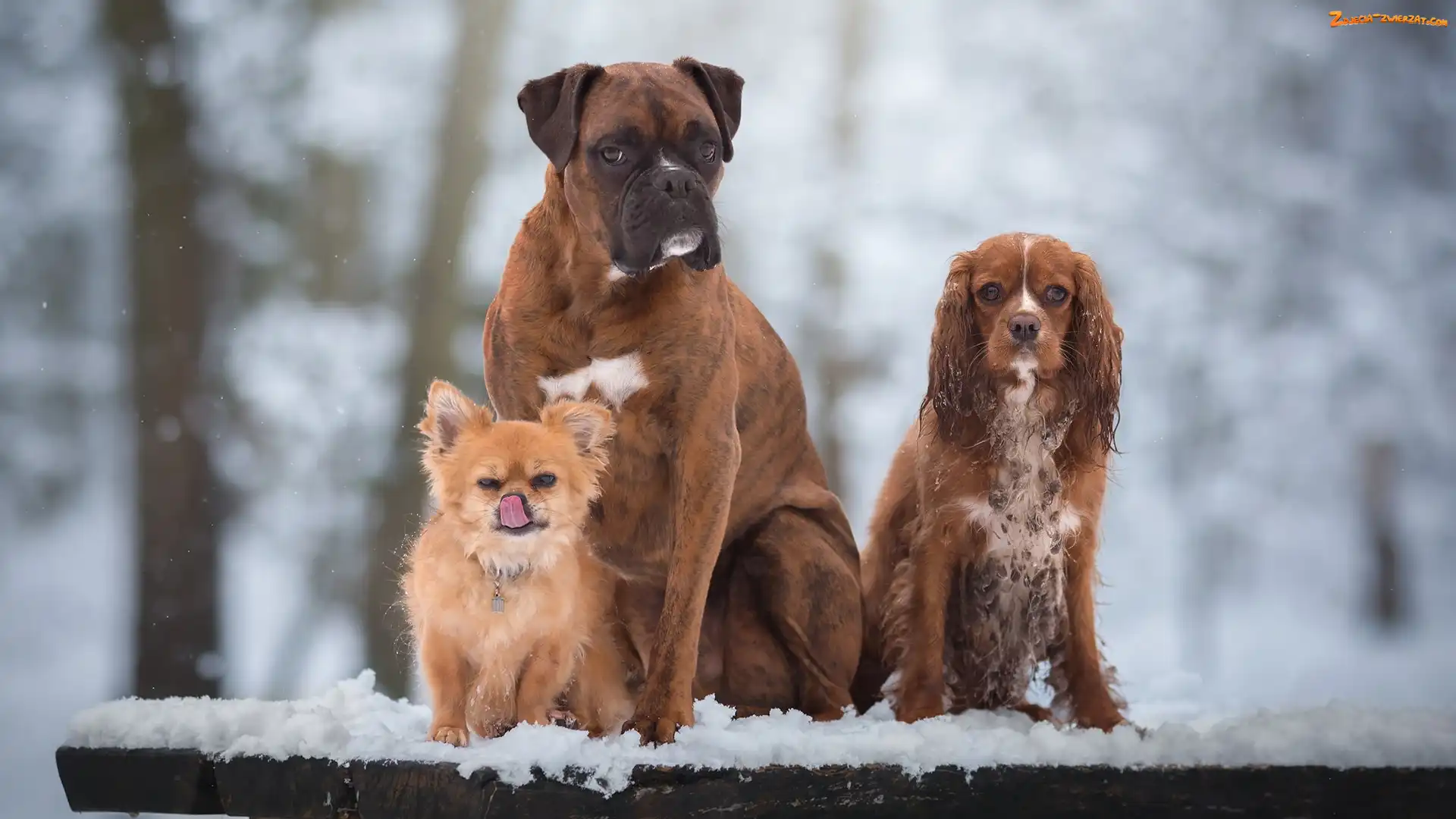 Psy, Cocker spaniel, Trzy, Bokser