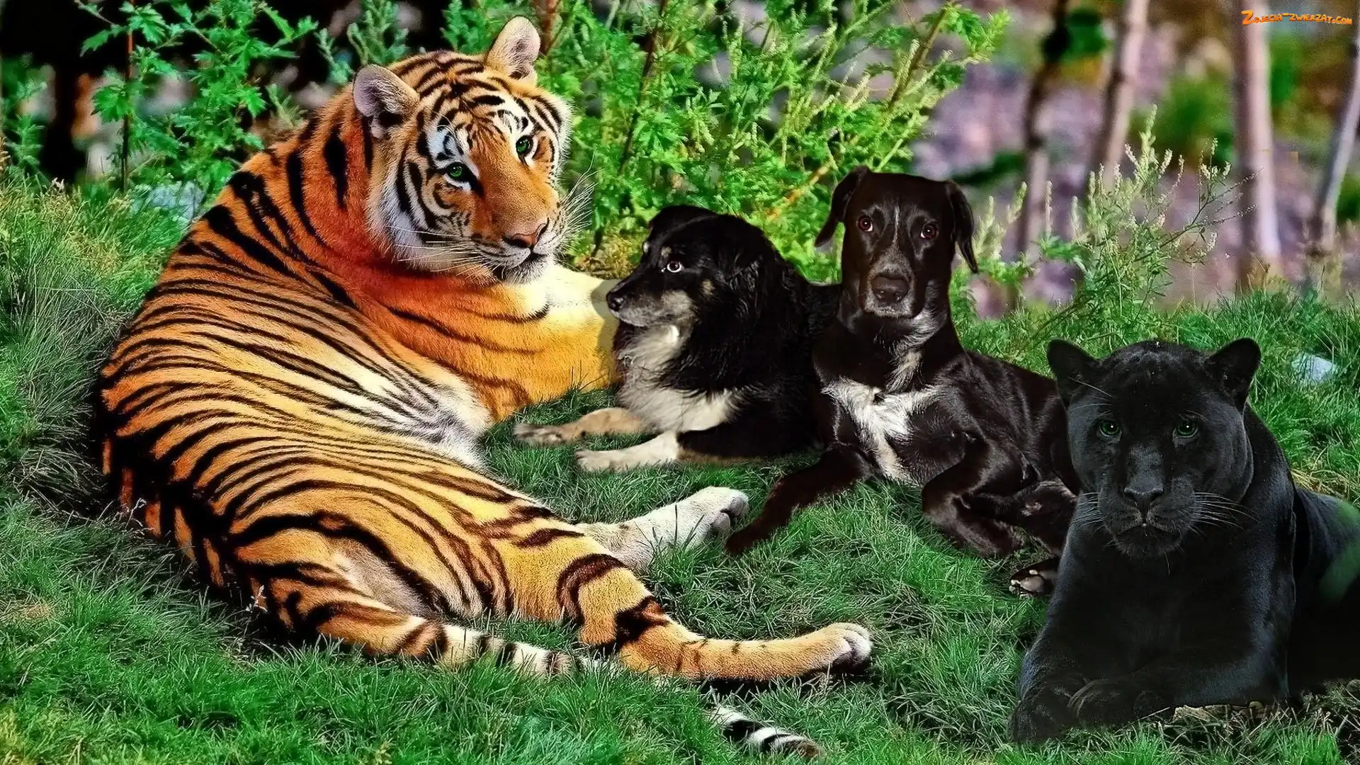 Tygrys, Psy, Pantera