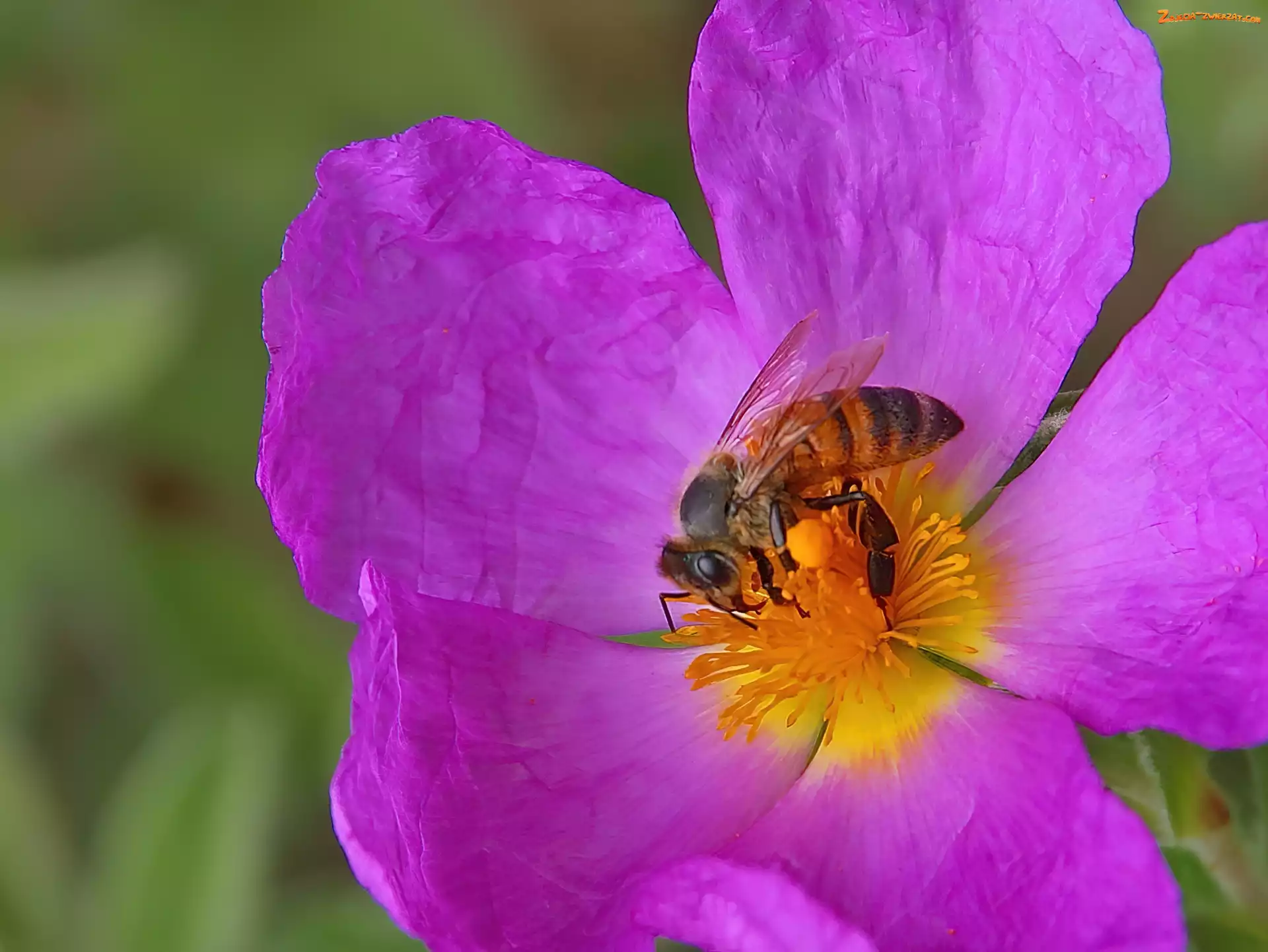 Kwiat, Pszczoła, Fioletowy