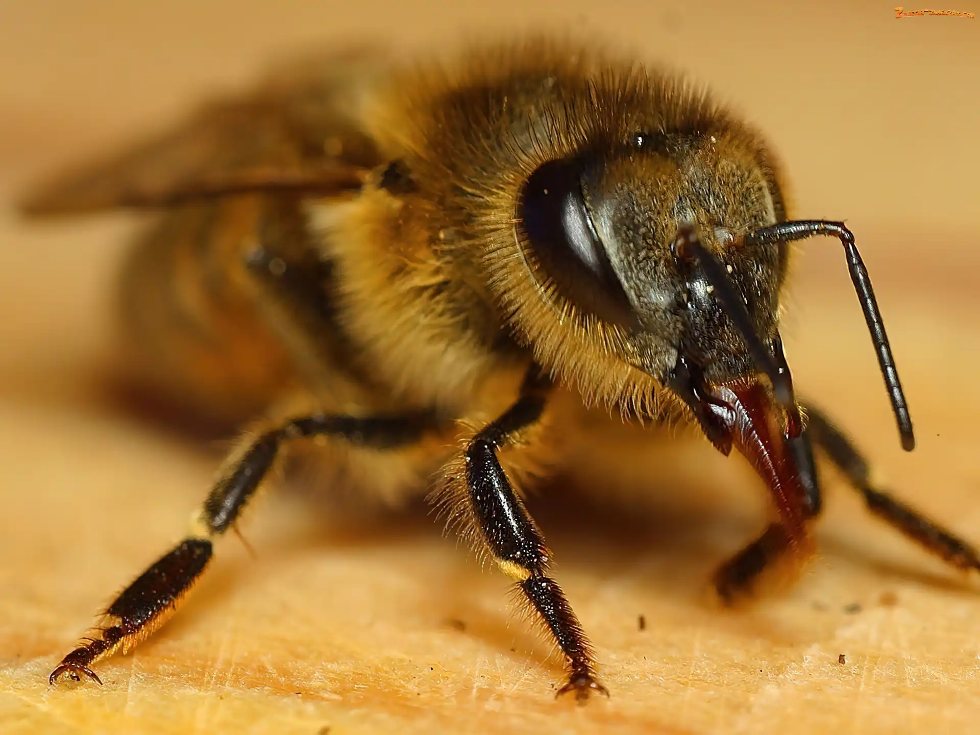 Pszczoła, Makro