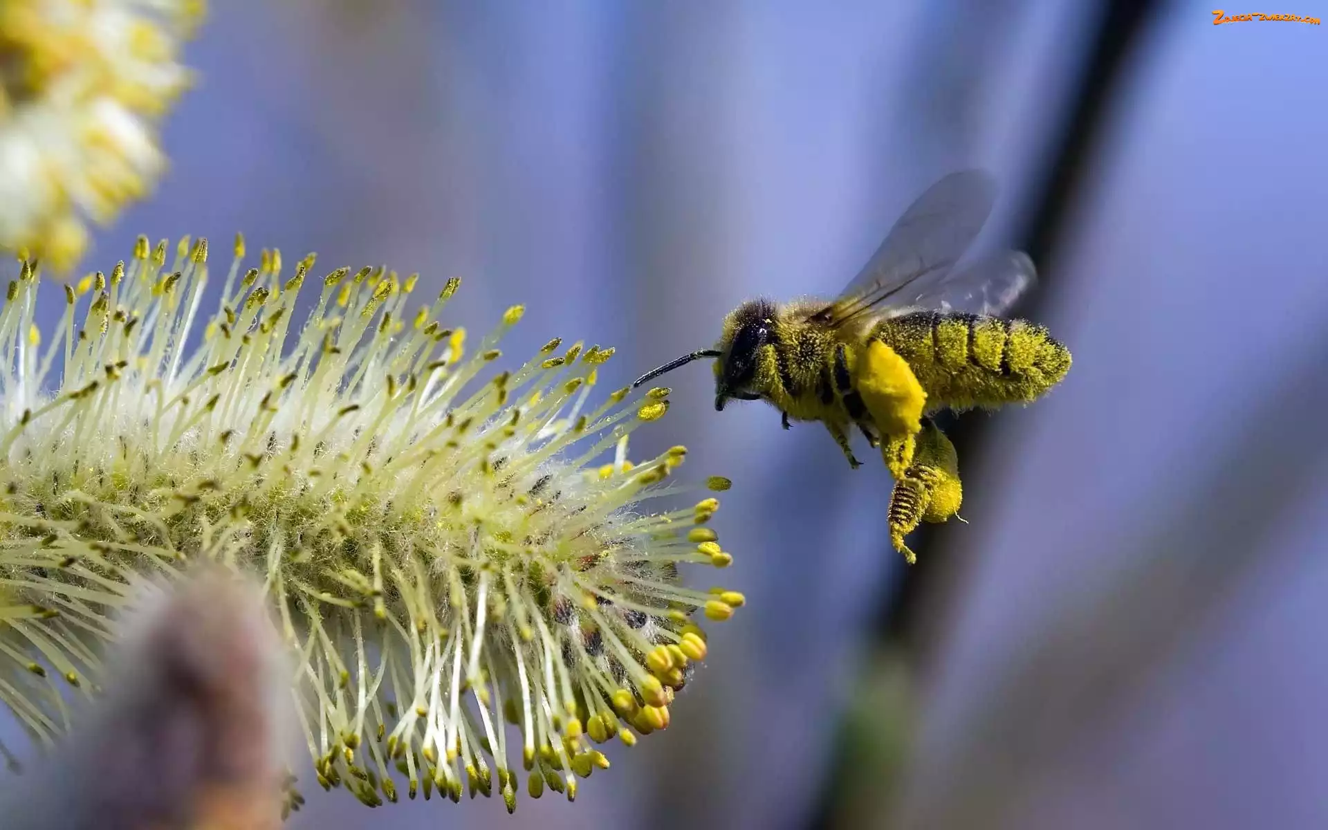 Pszczoła, Pyłek