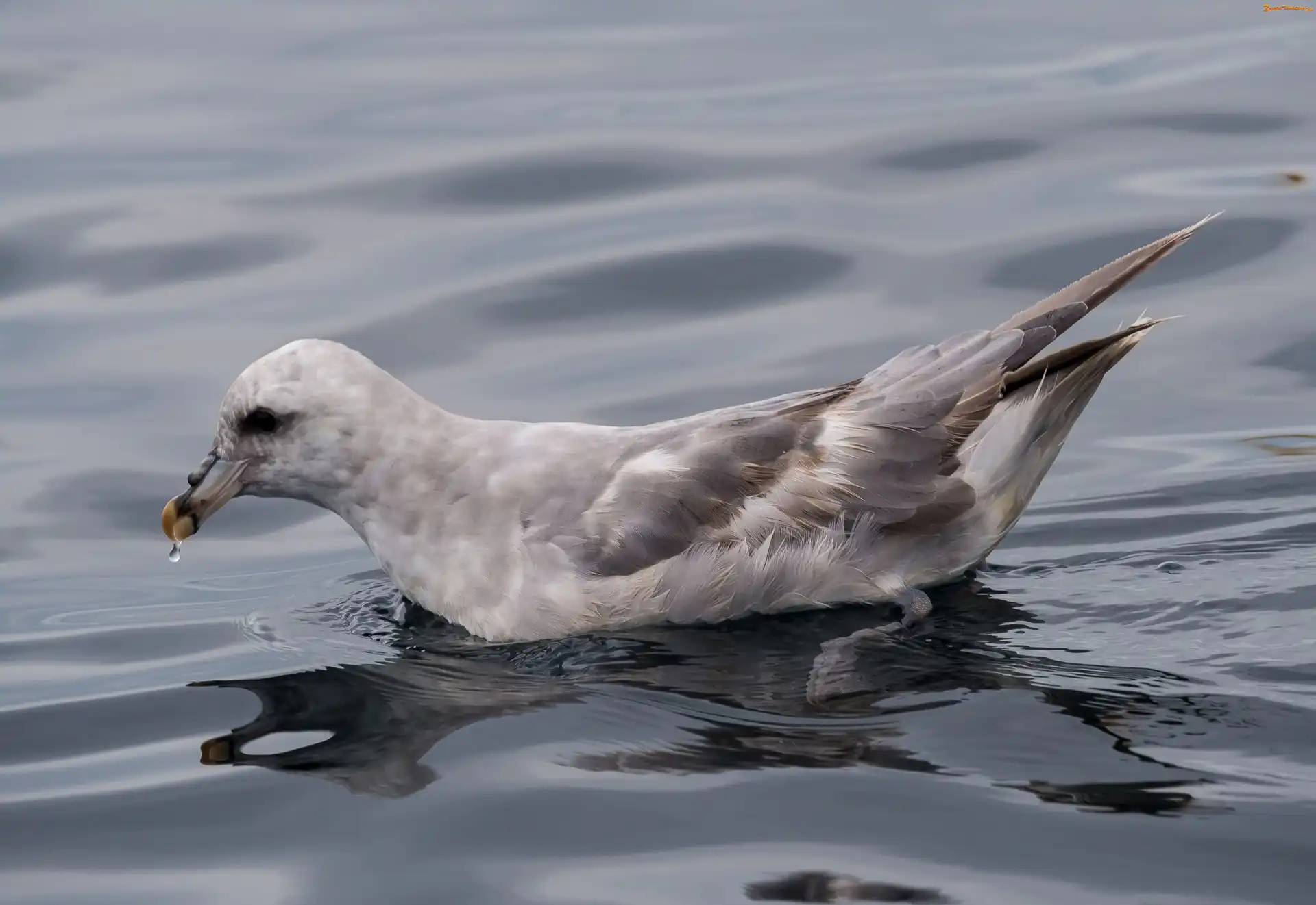 Ptak, Petrel, Fale, Dziób