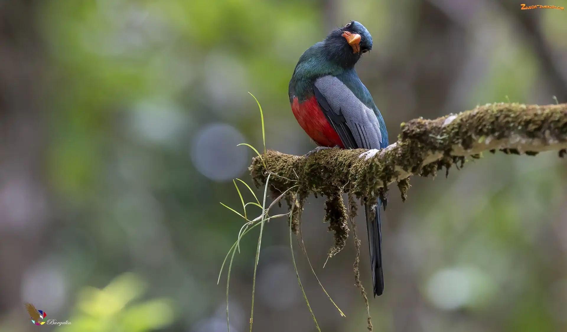 Trogon krasnodzioby, Gałązka, Ptak, Omszała