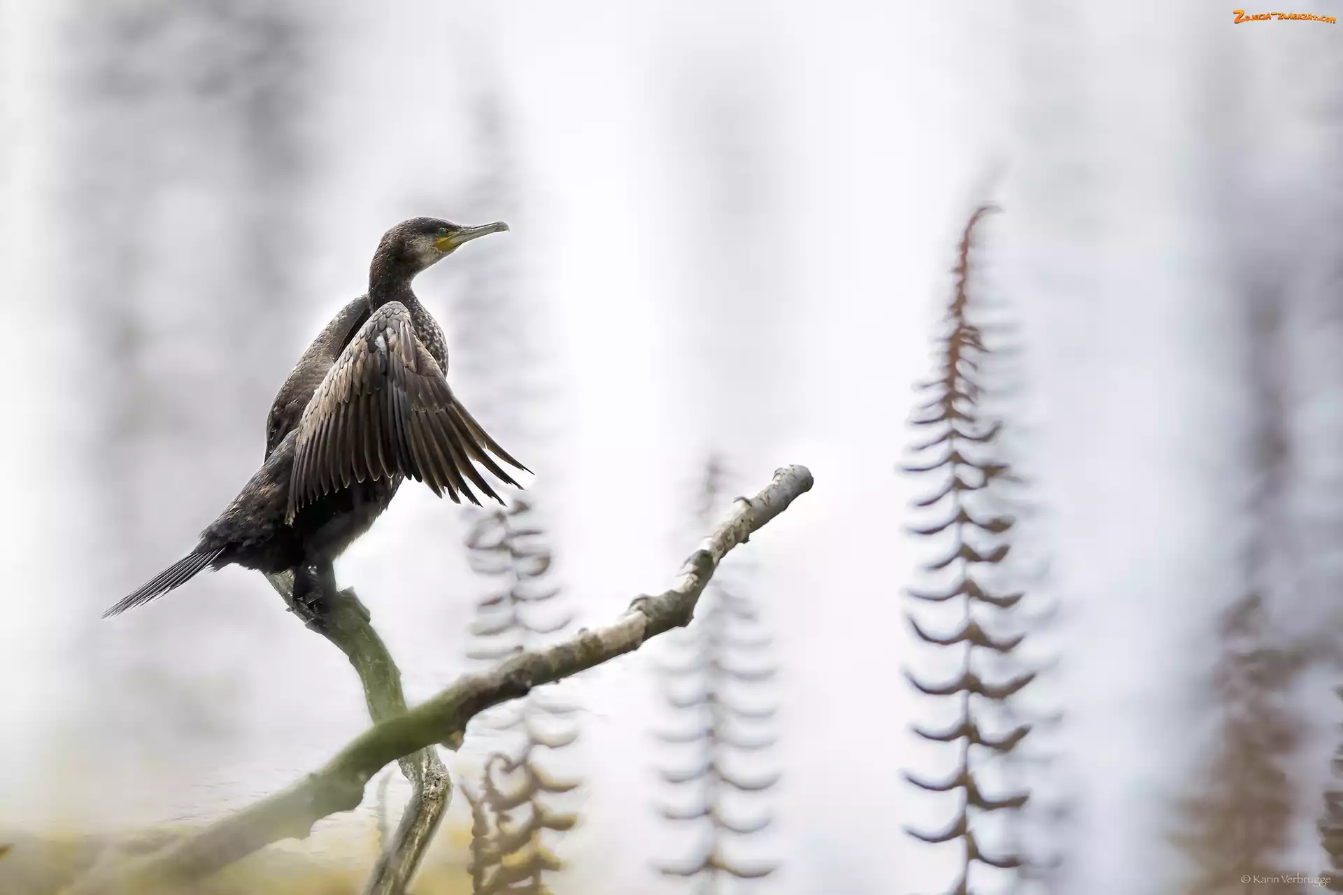 Gałązki, Ptak, Kormoran