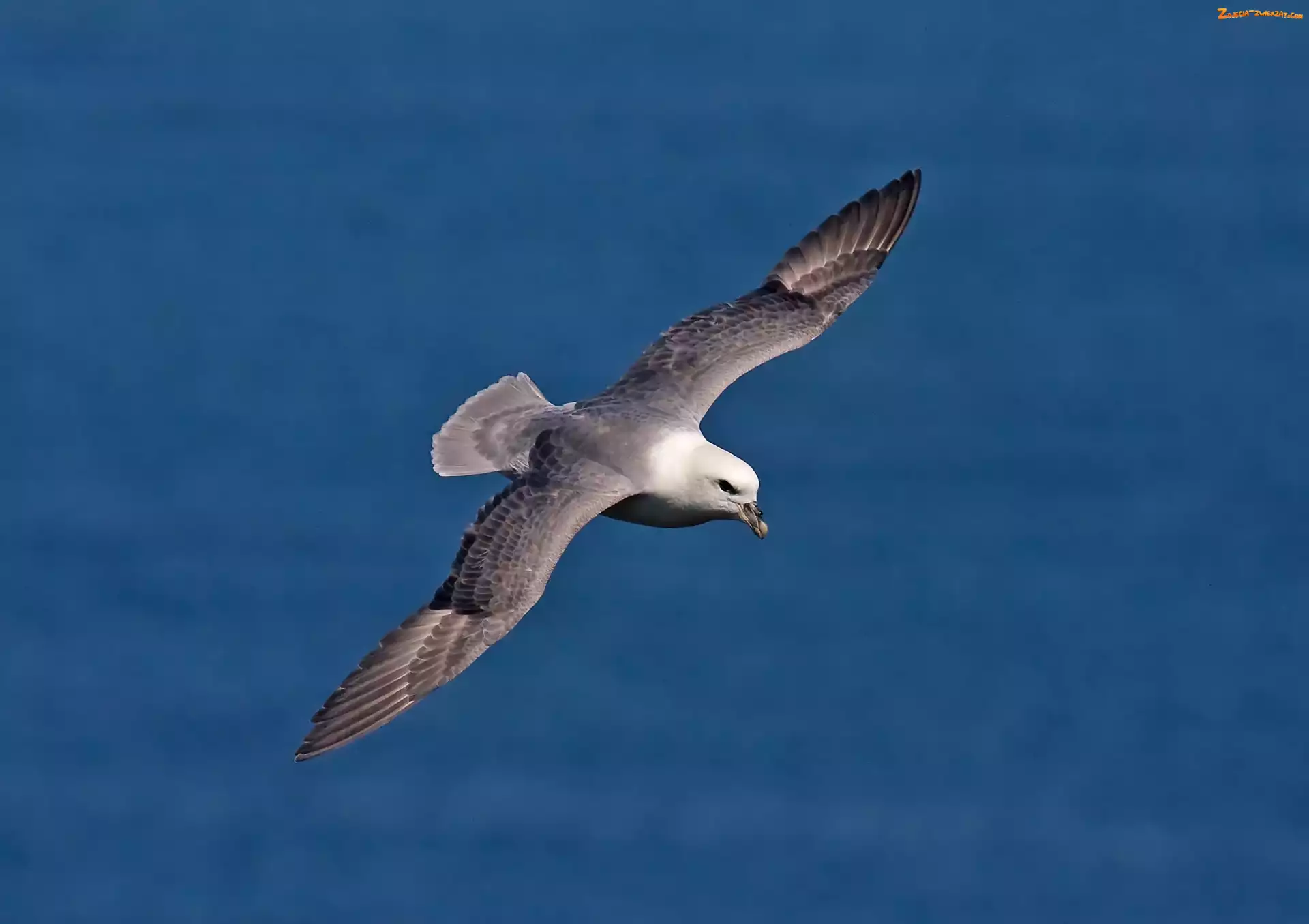 Ptak, Lot, Morze, Fulmar