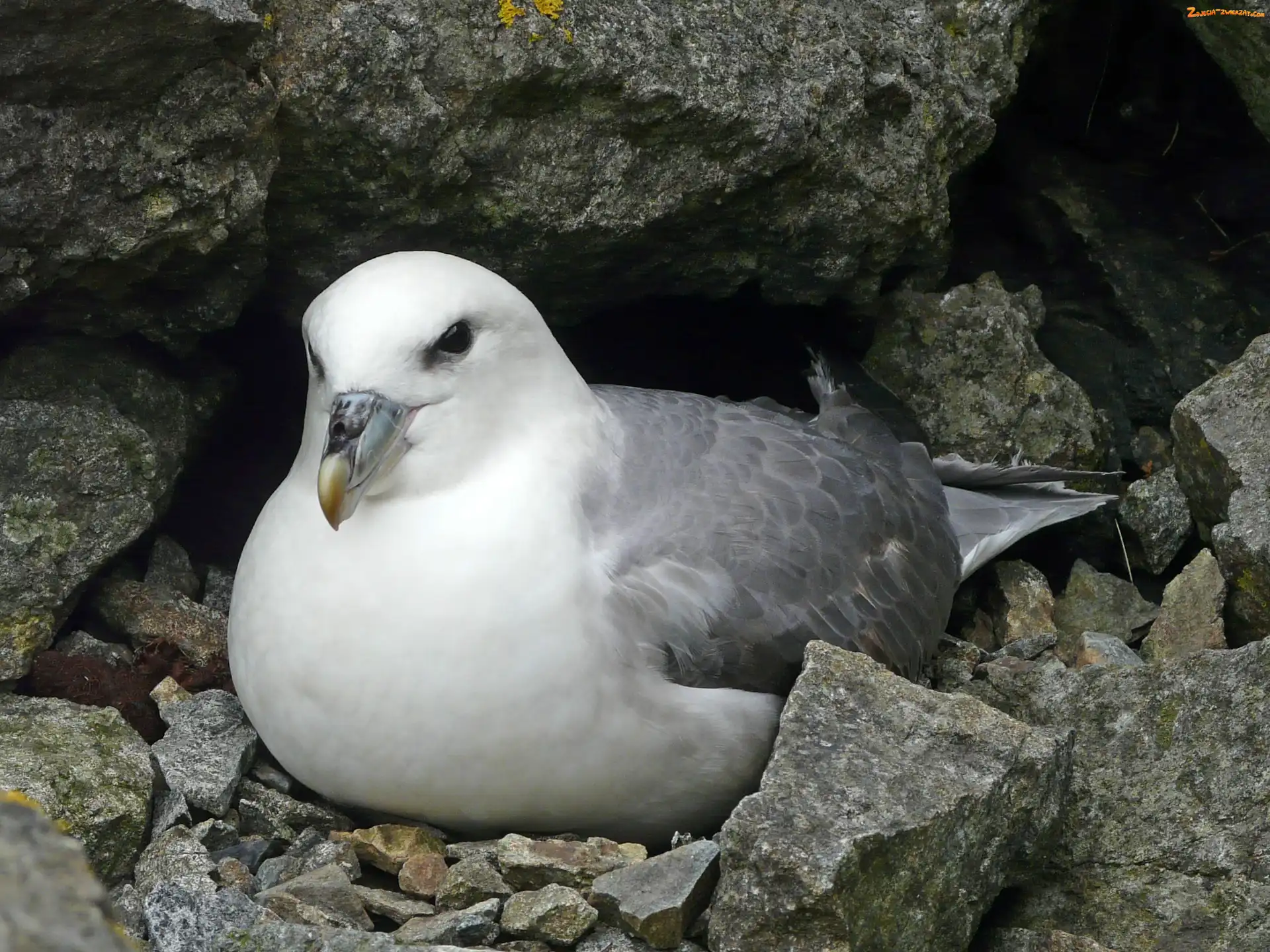 Skała, Ptak, Fulmar