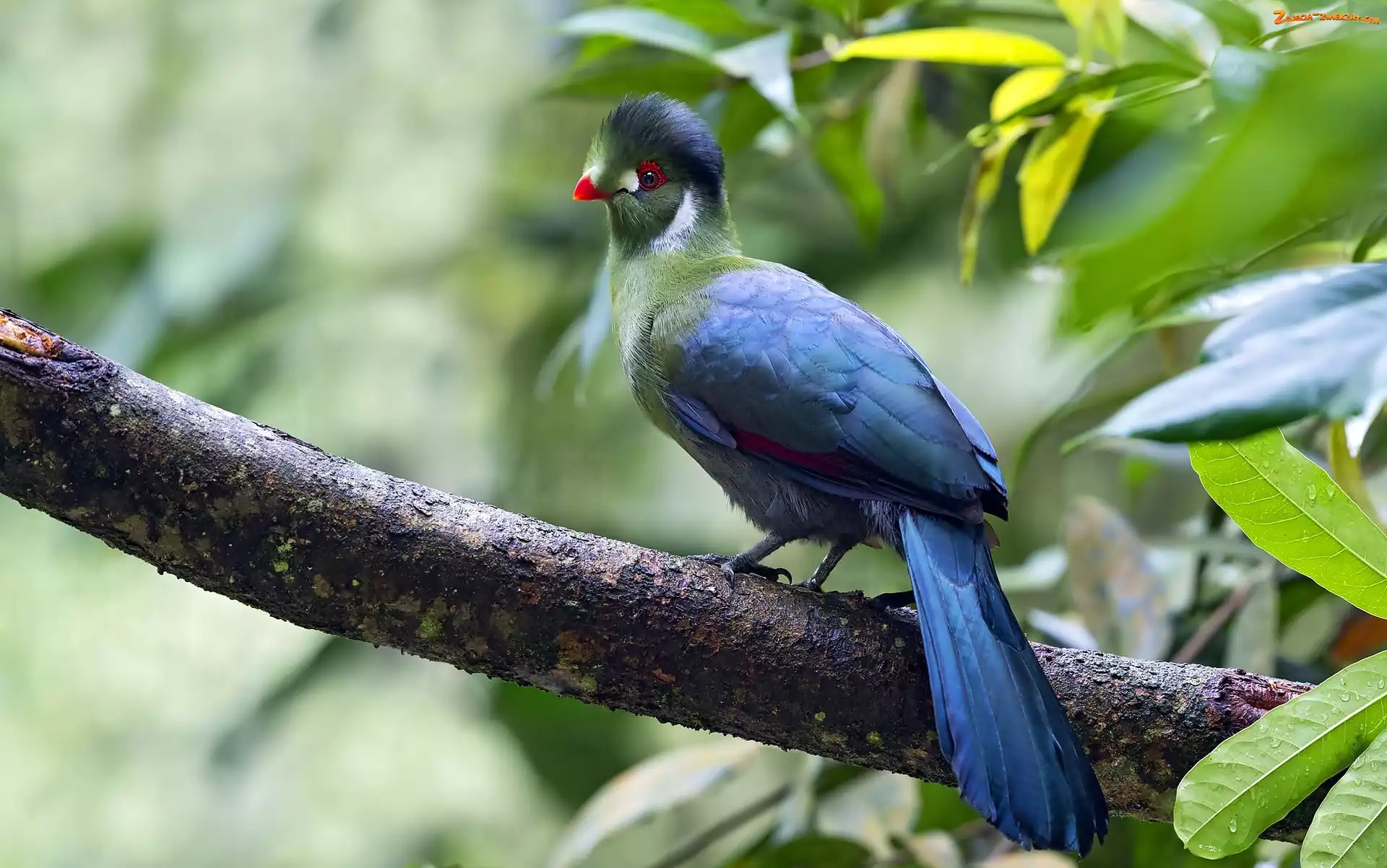 Ptak, Liście, Turaco, Gałąz