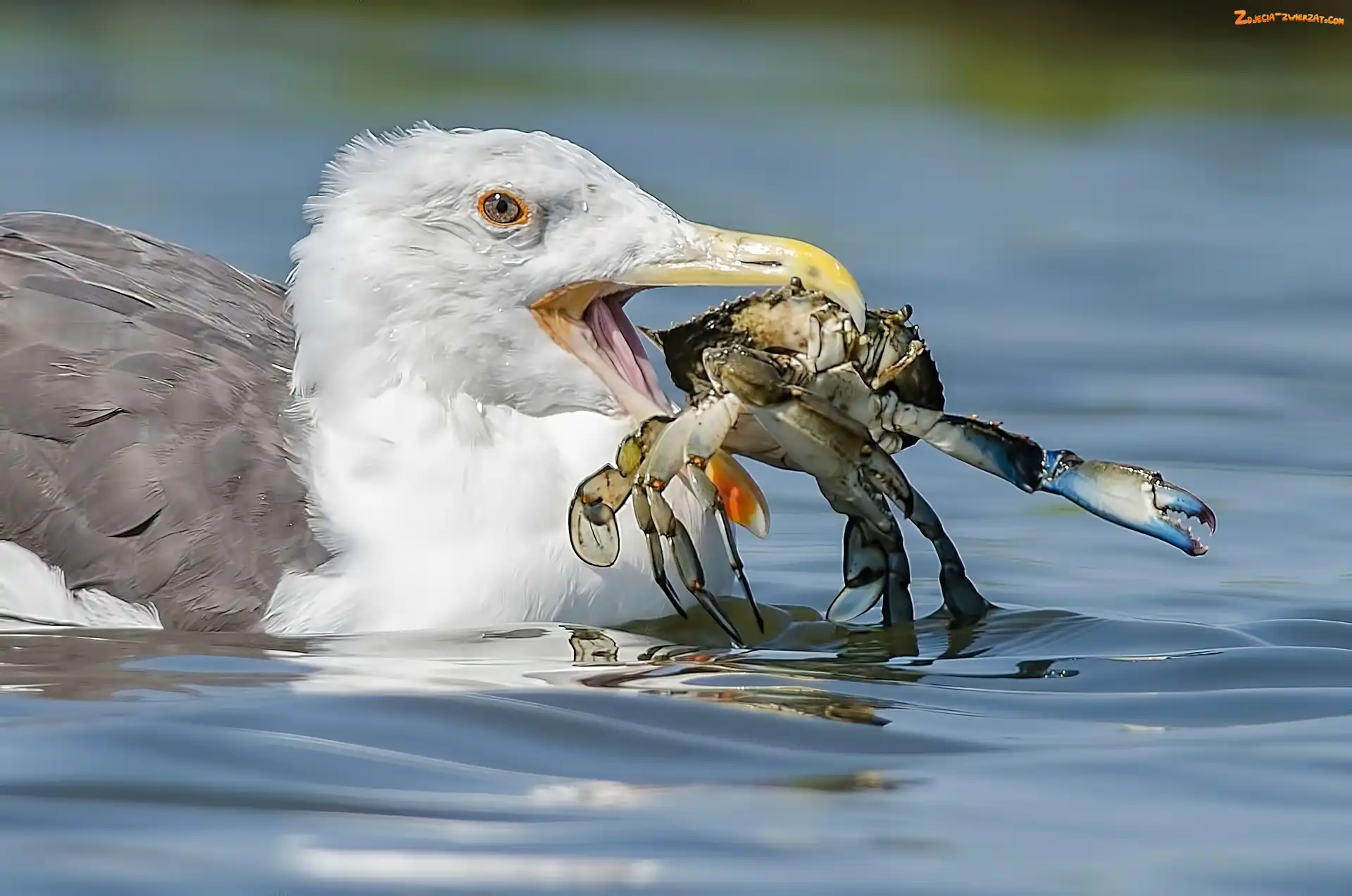 Woda, Ptak, Krab