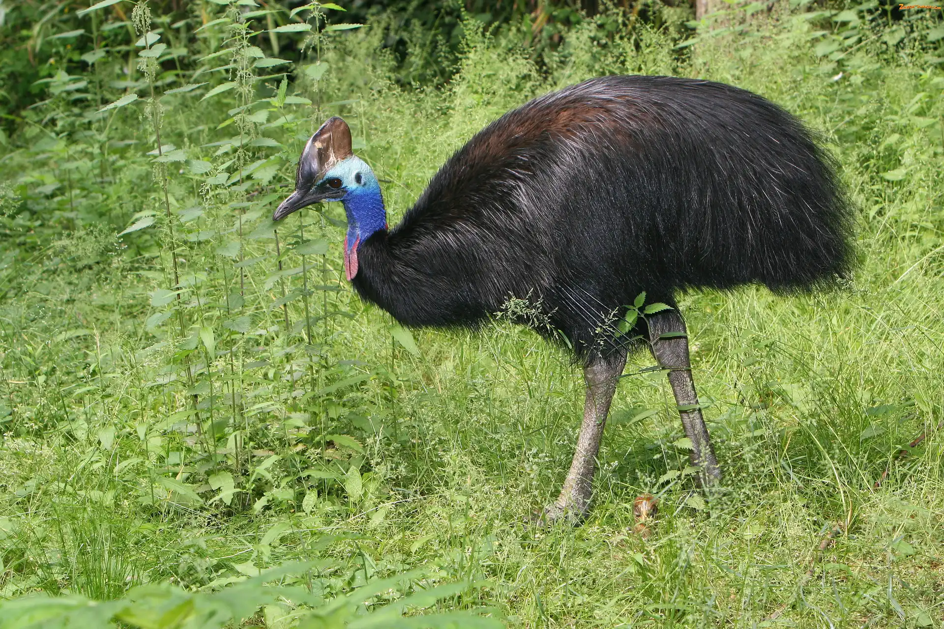 Zieleń, Ptak, Kazuar